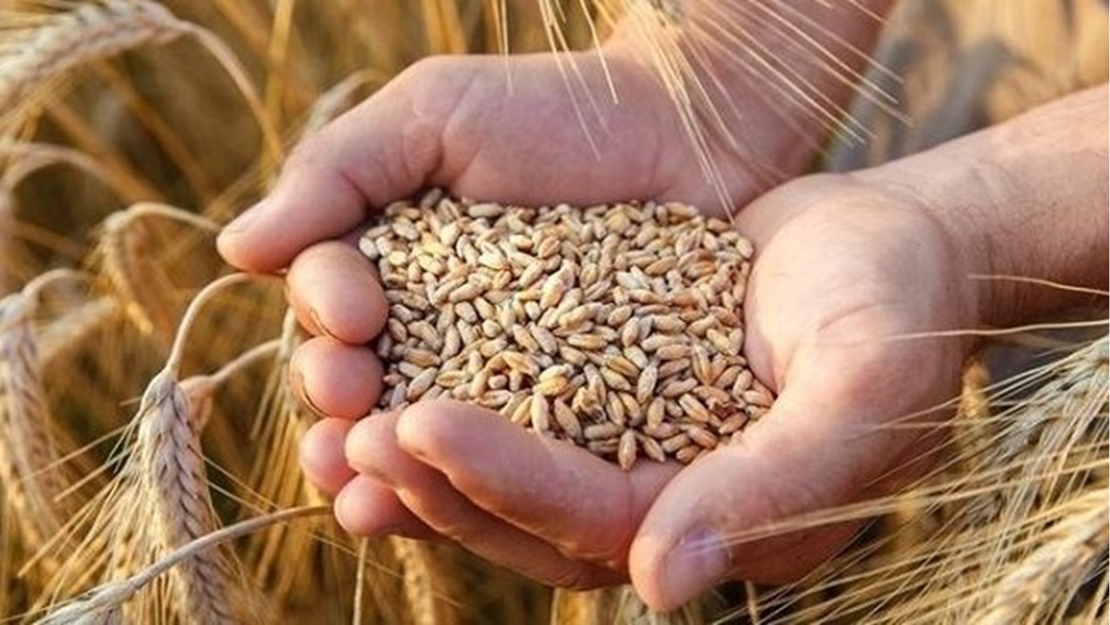 مصادرة حبوب القمح