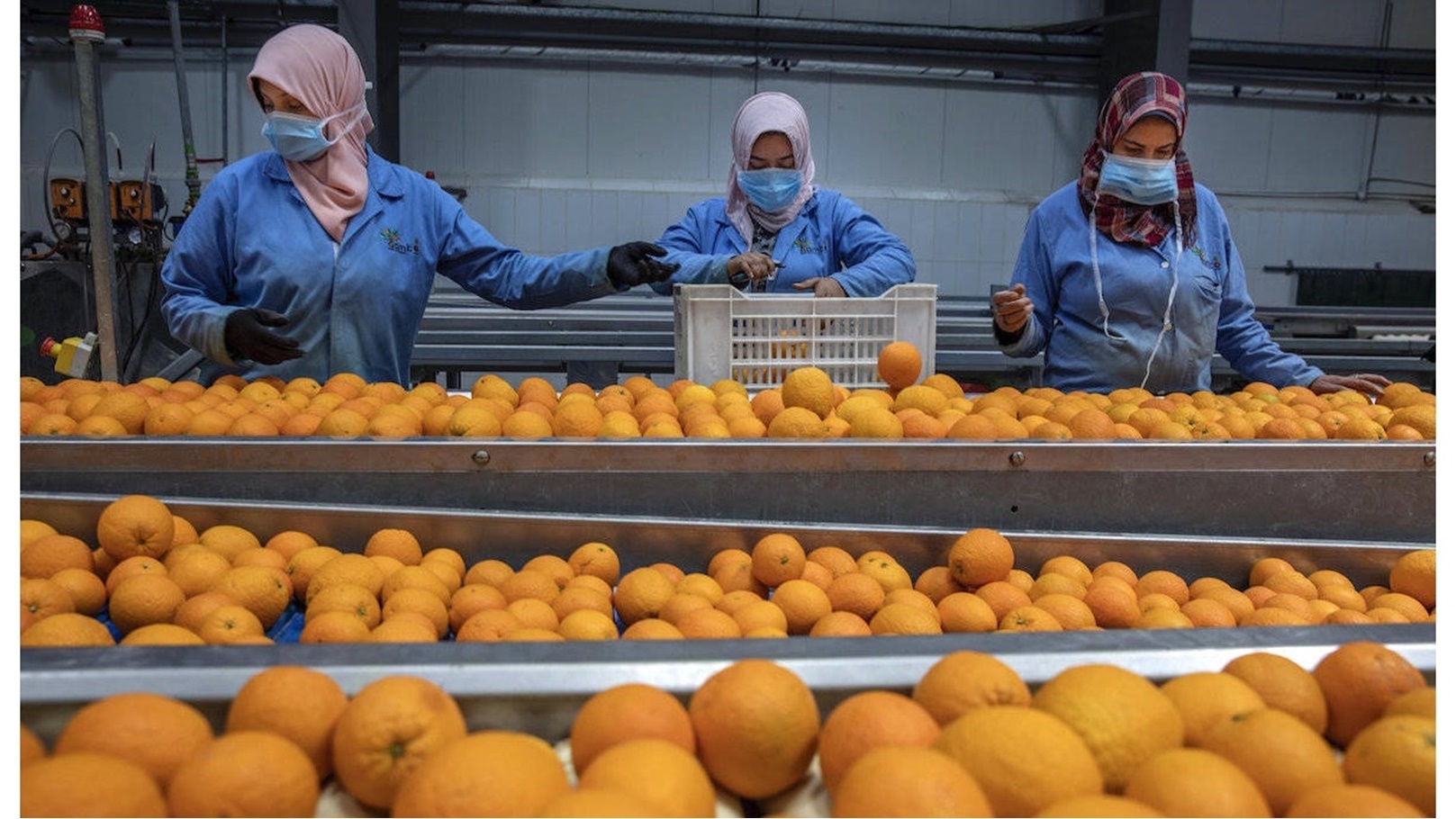 برتقال مصري