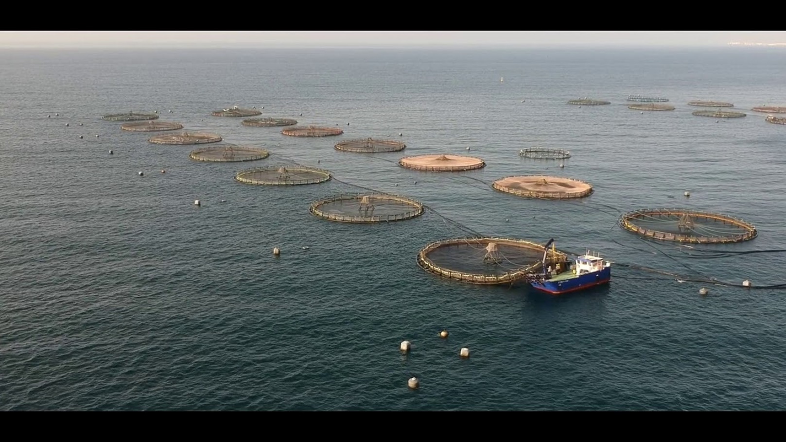 الثروة السمكية