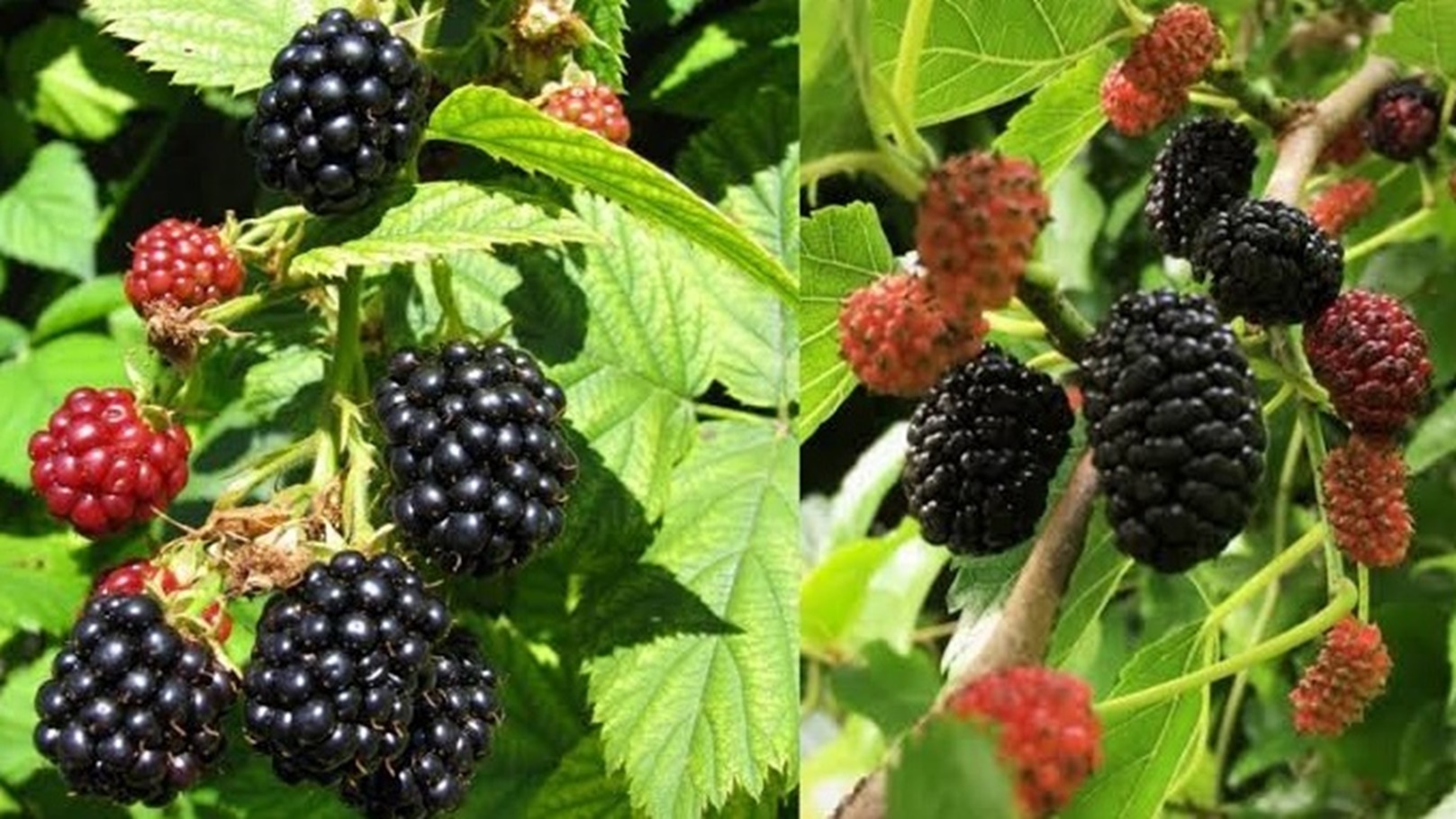 images - 2024-05-22T161526.216