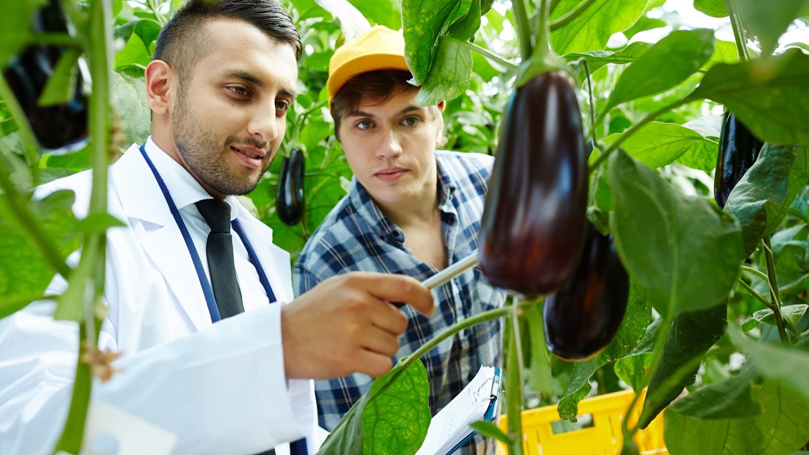 حكاية ظهور الباذنجان