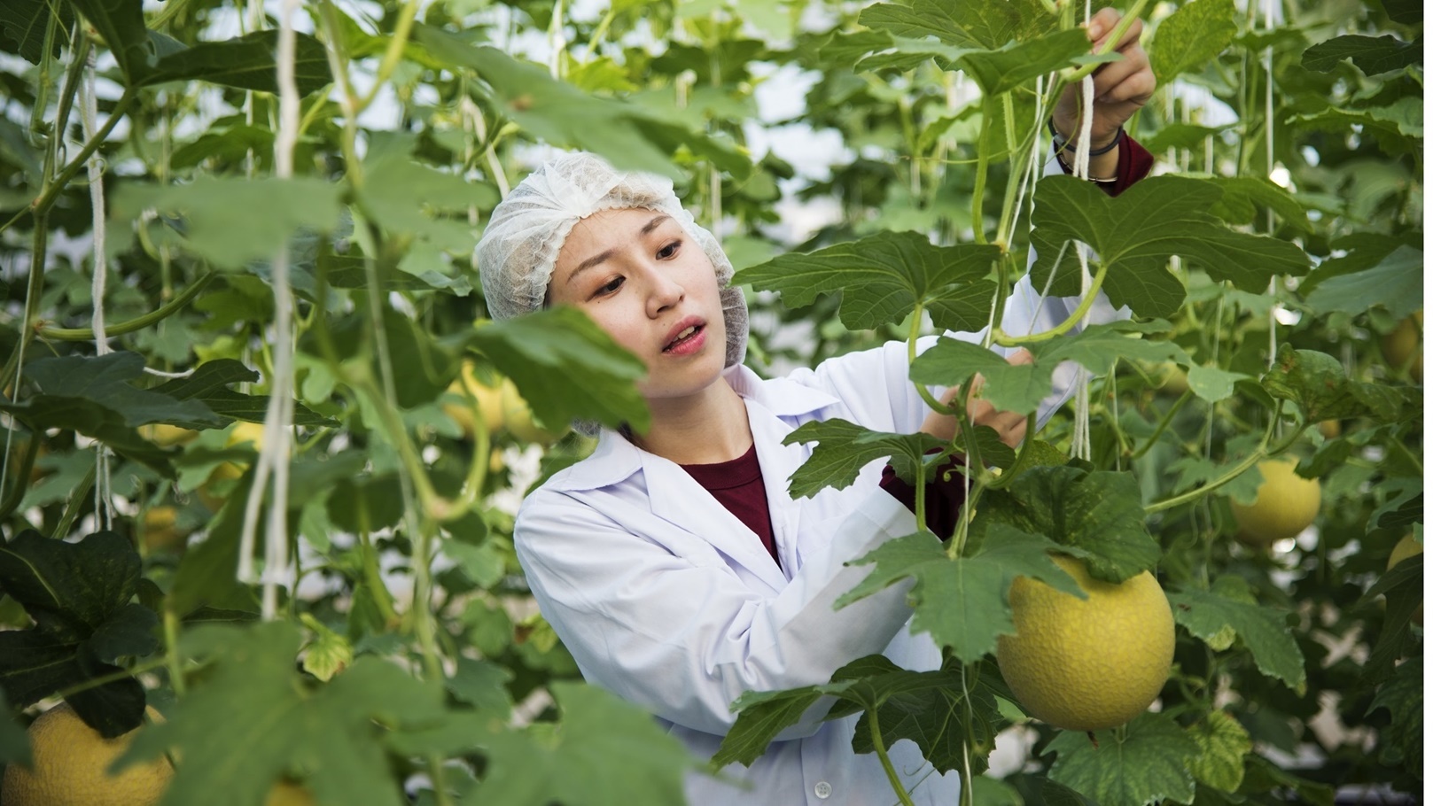 فاكهة البيبينو