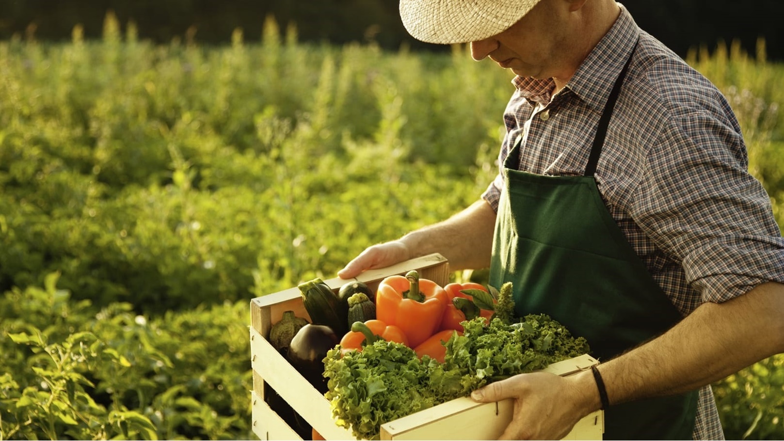 الاستثمار الزراعي