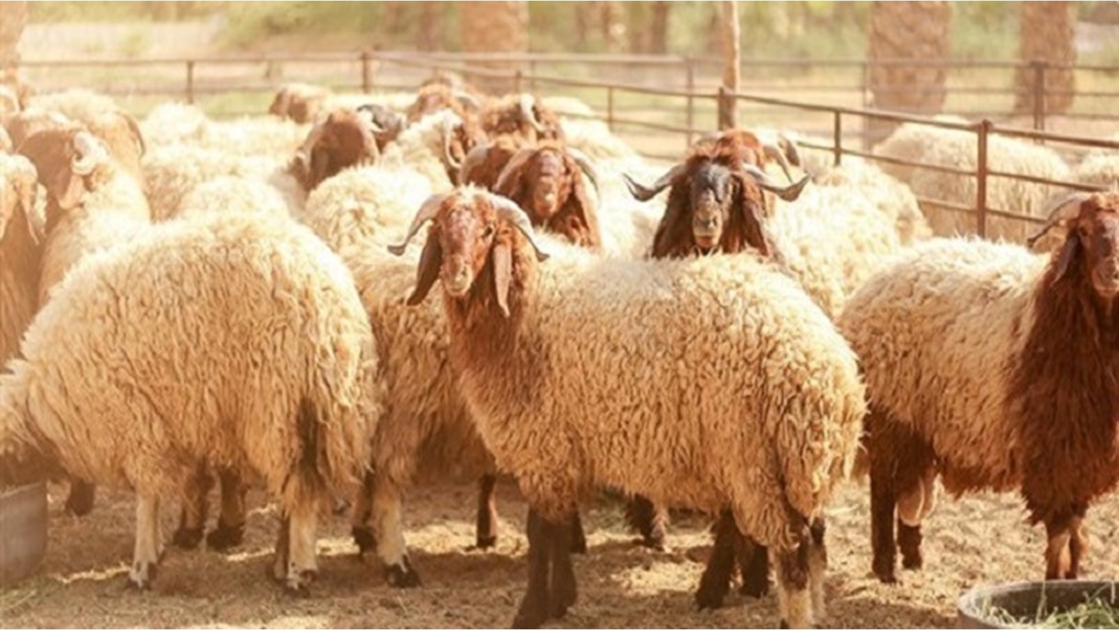 اضحية العيد