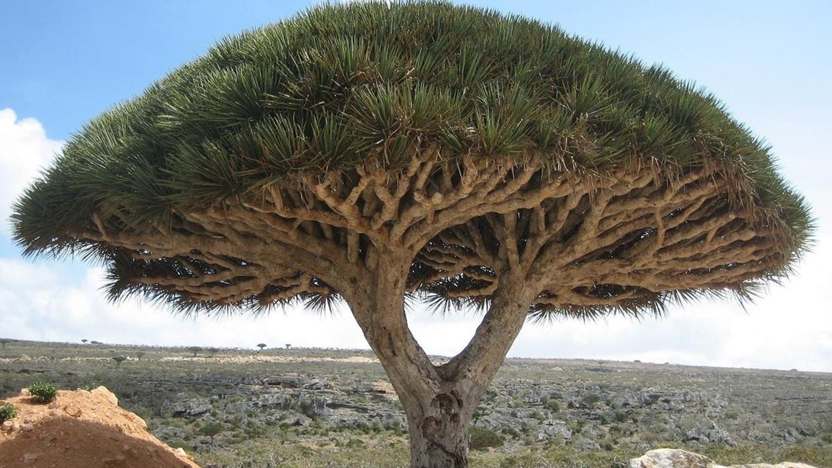 شجرة دم الاخوة