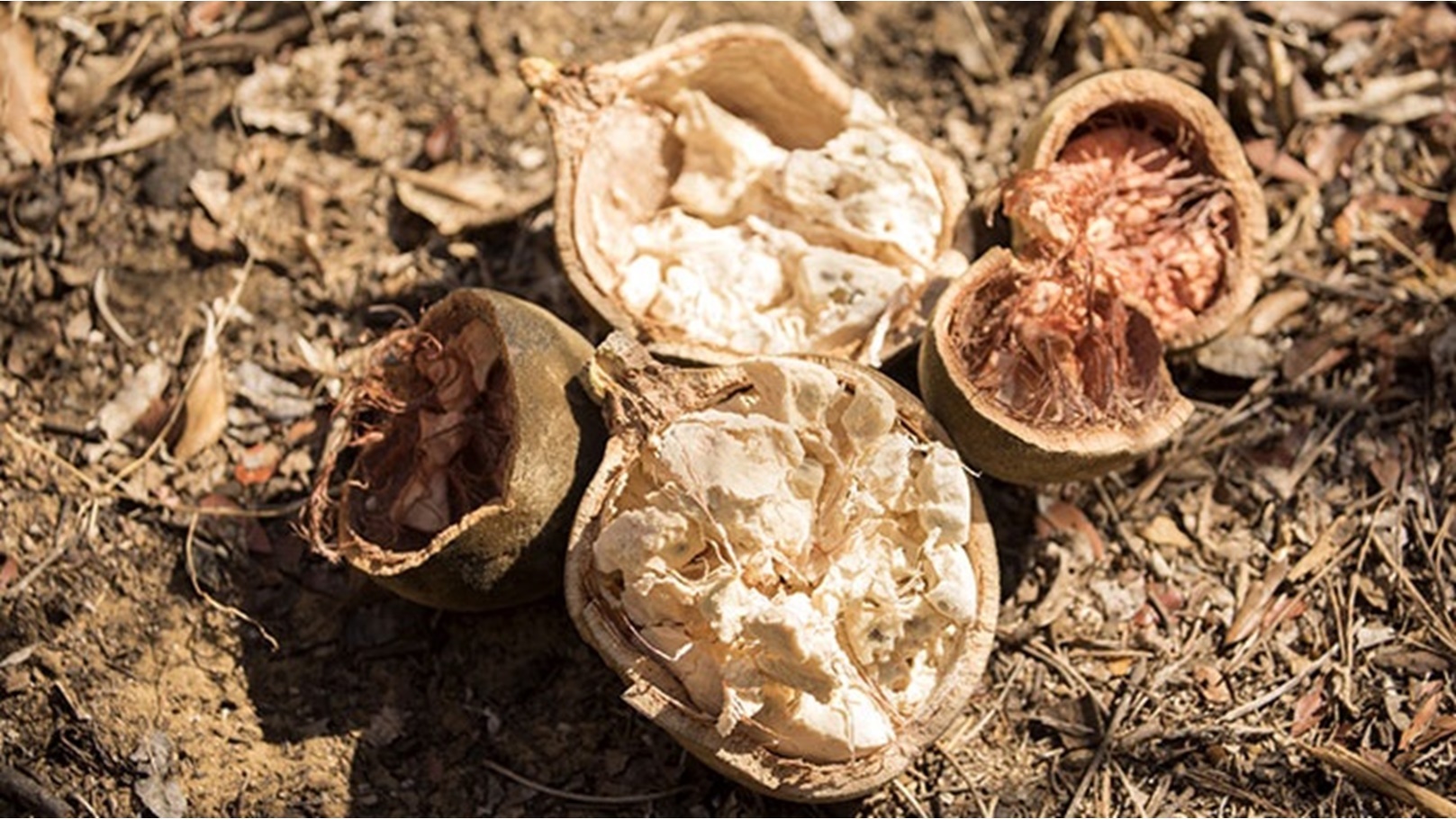 ثمرة الحبحبوة