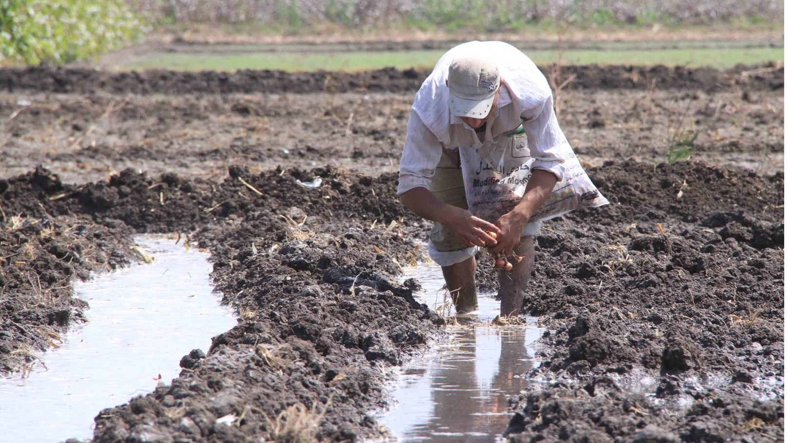 إرشاد زراعي