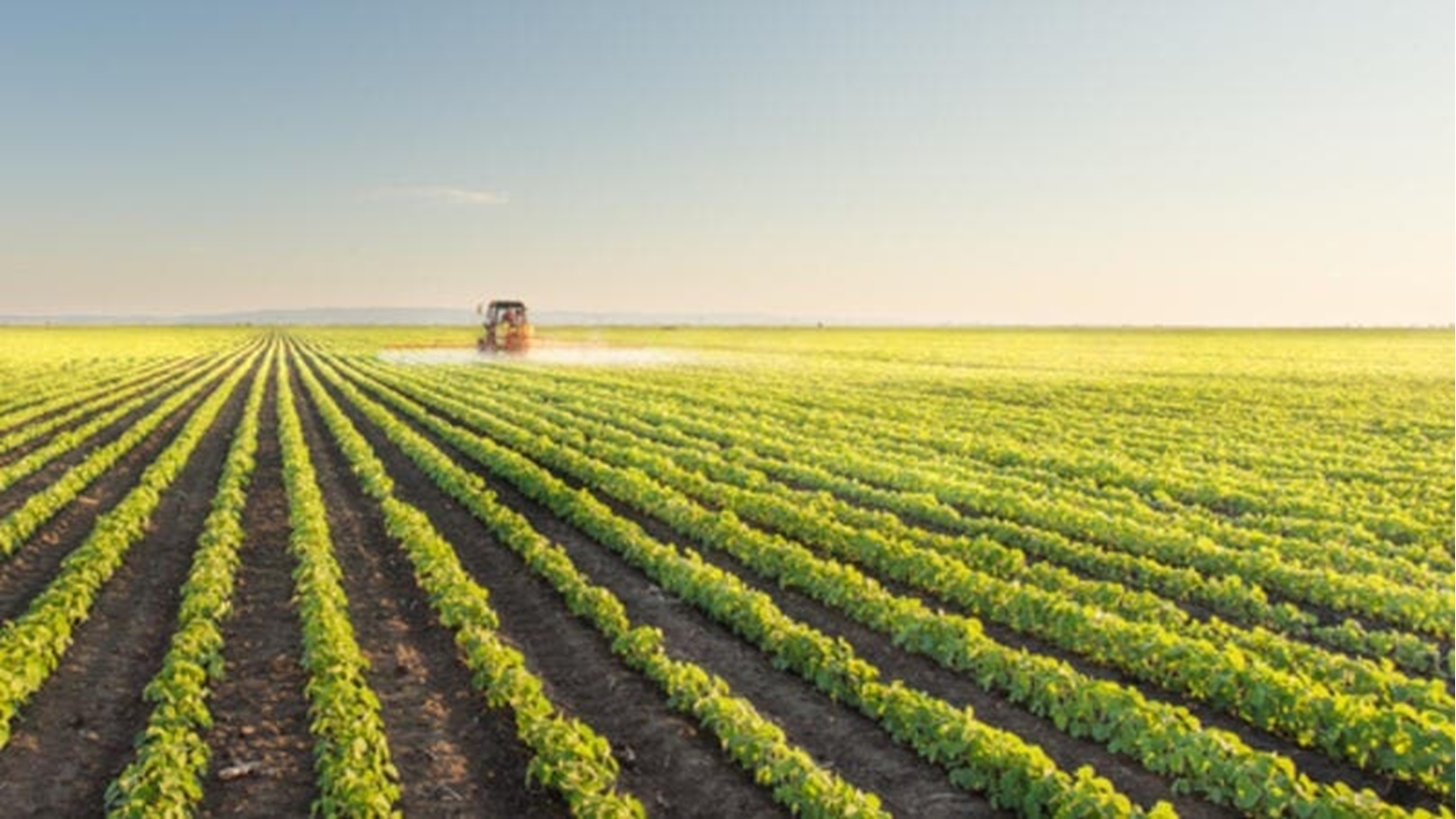 المحاصيل الزراعية