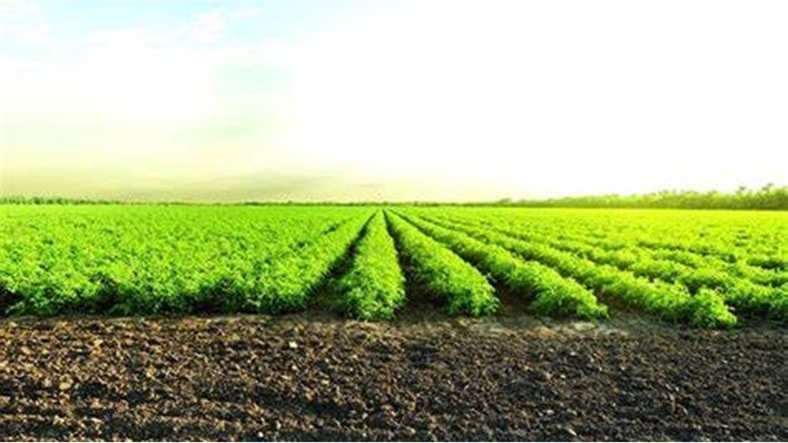 أراضي زراعية