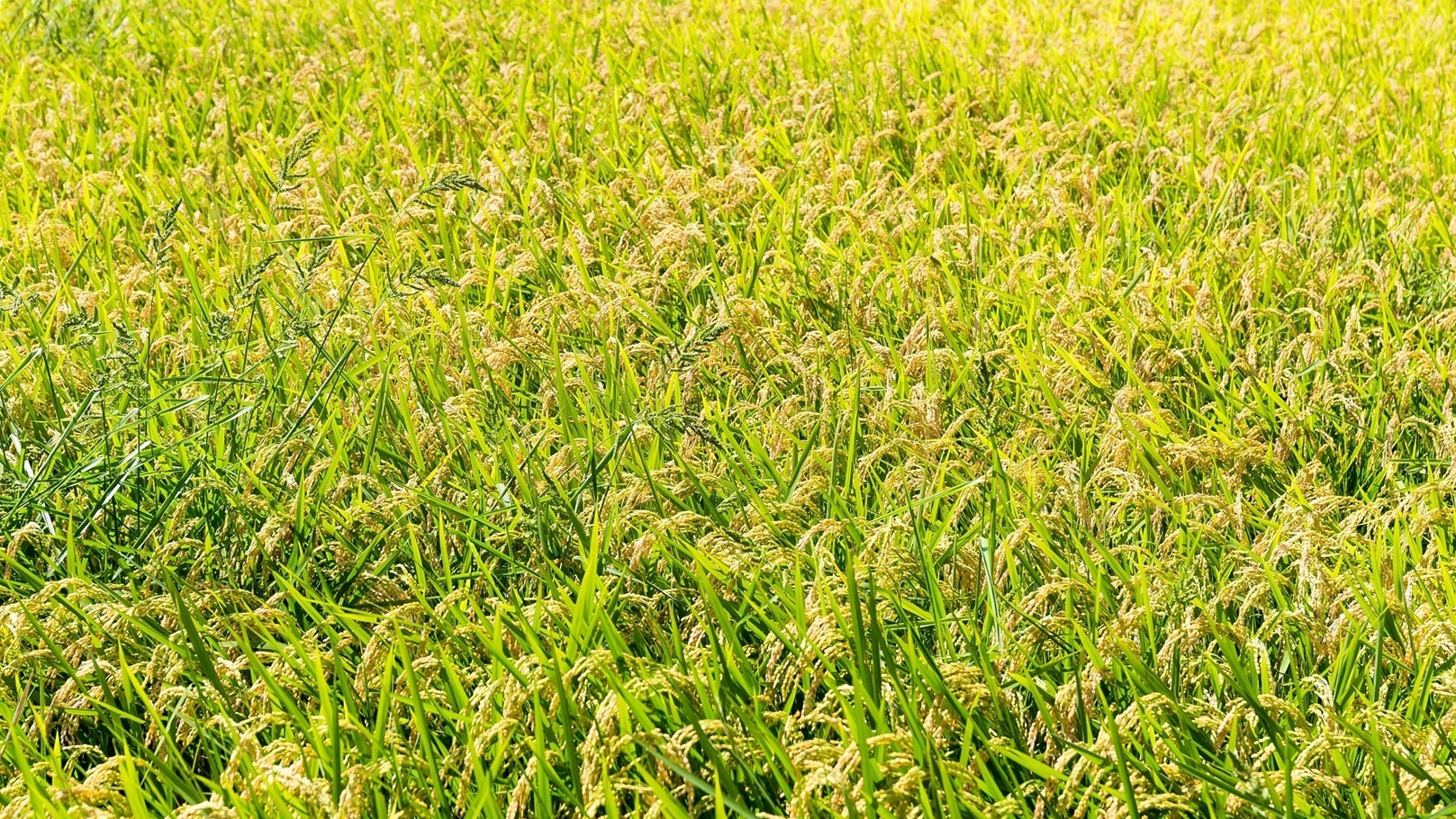 rice-plant-in-rice-field-2021-08-29-06-52-49-utc