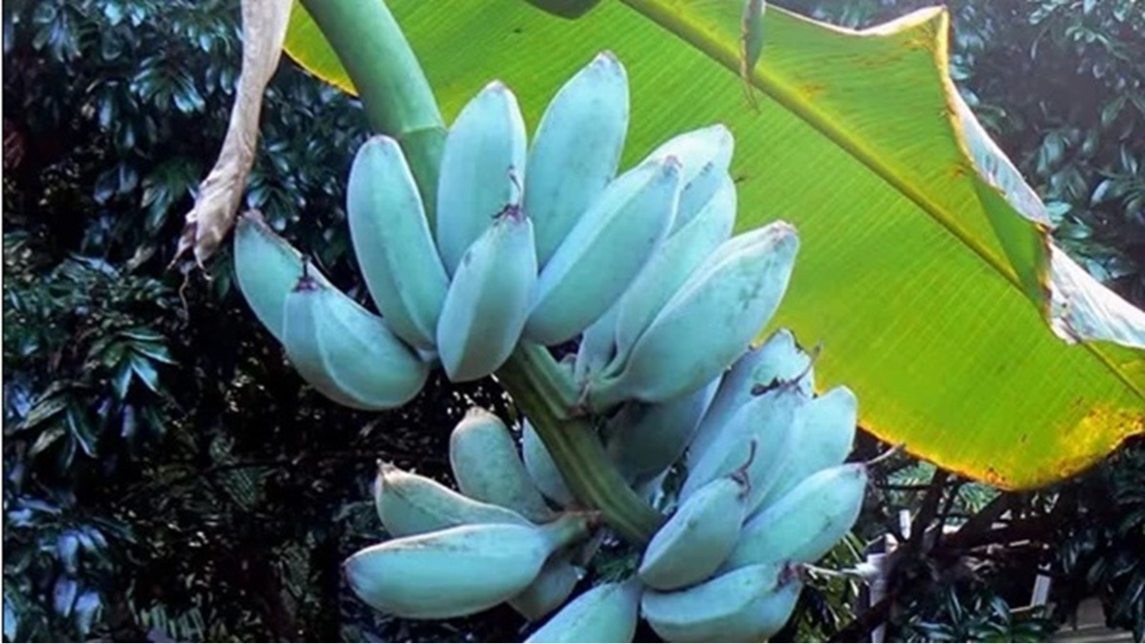 الموز الازرق