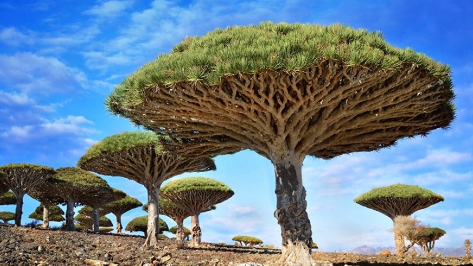 شجرة دم الأخوين