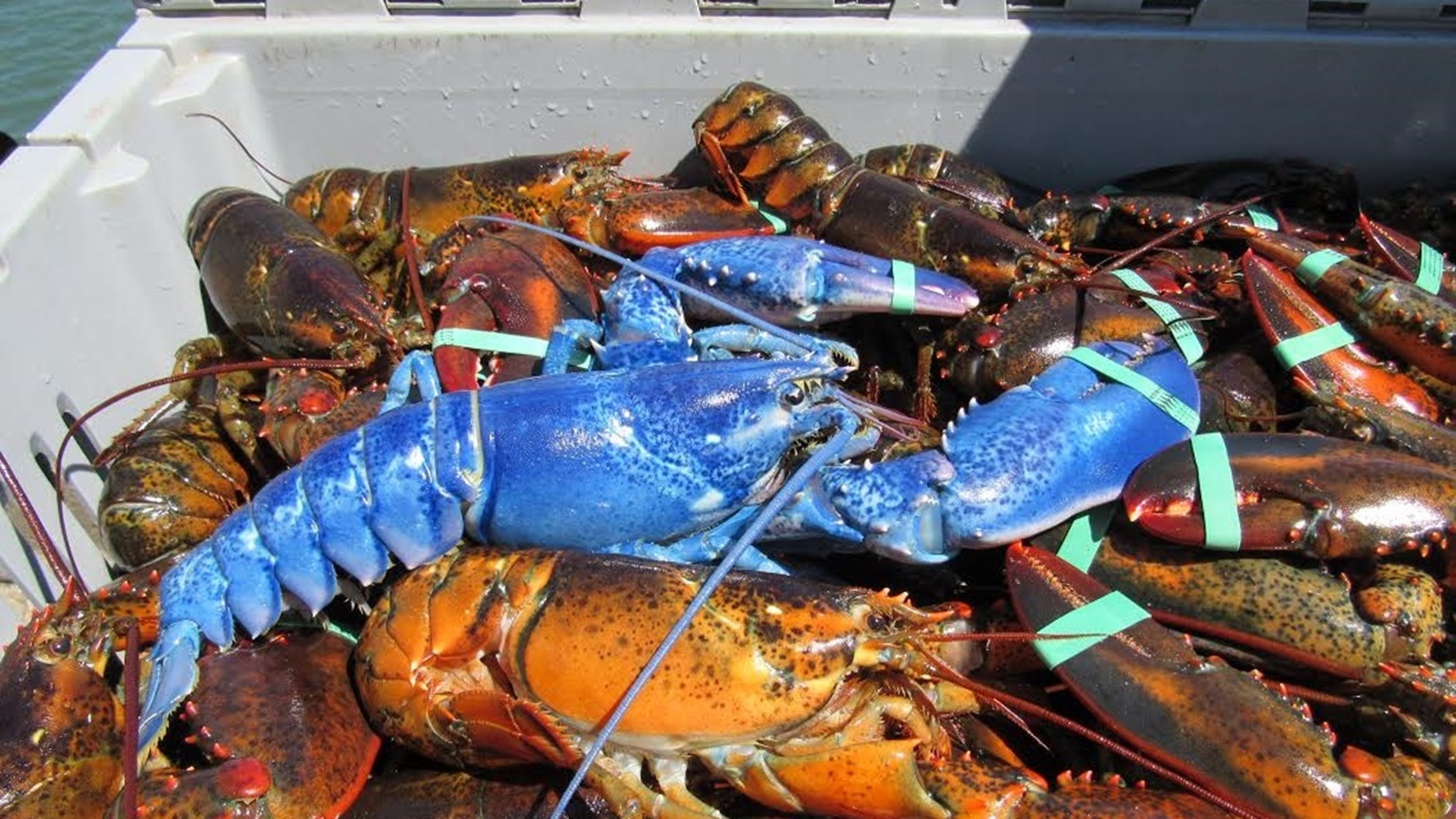 سرطان البحر الأزرق