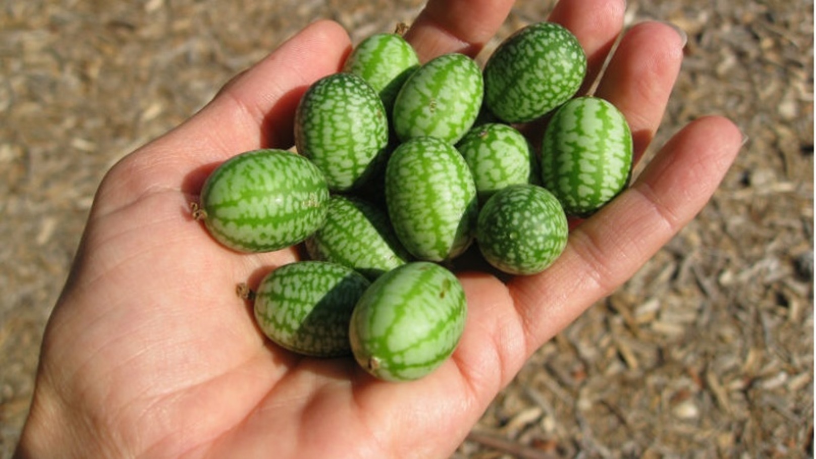 الخيار المكسيكي