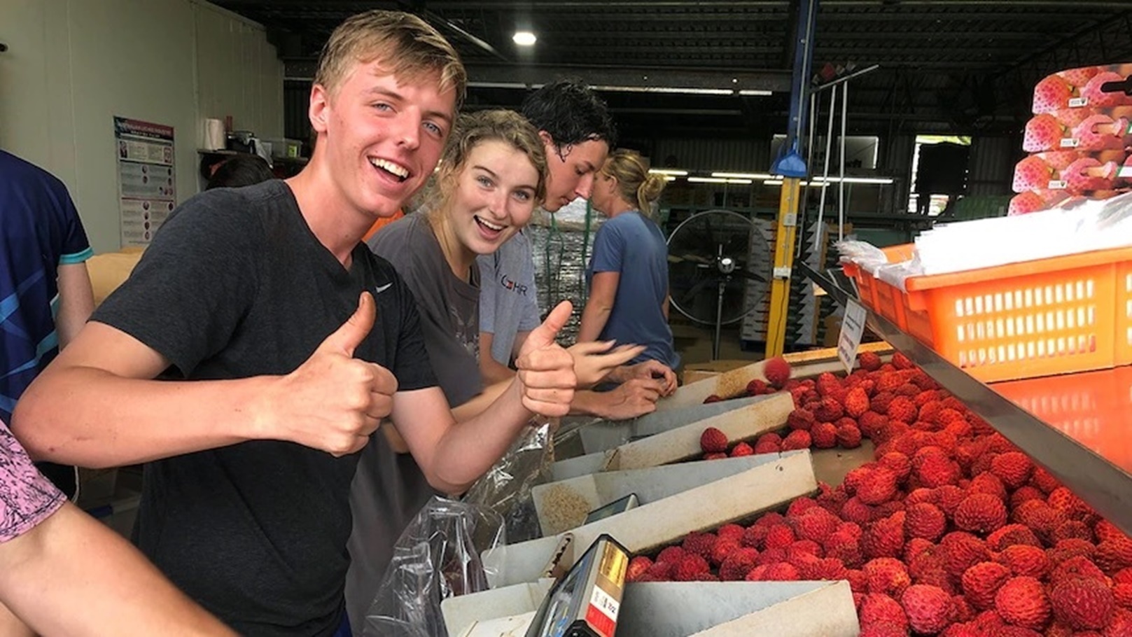 الليتشي في المتاجر