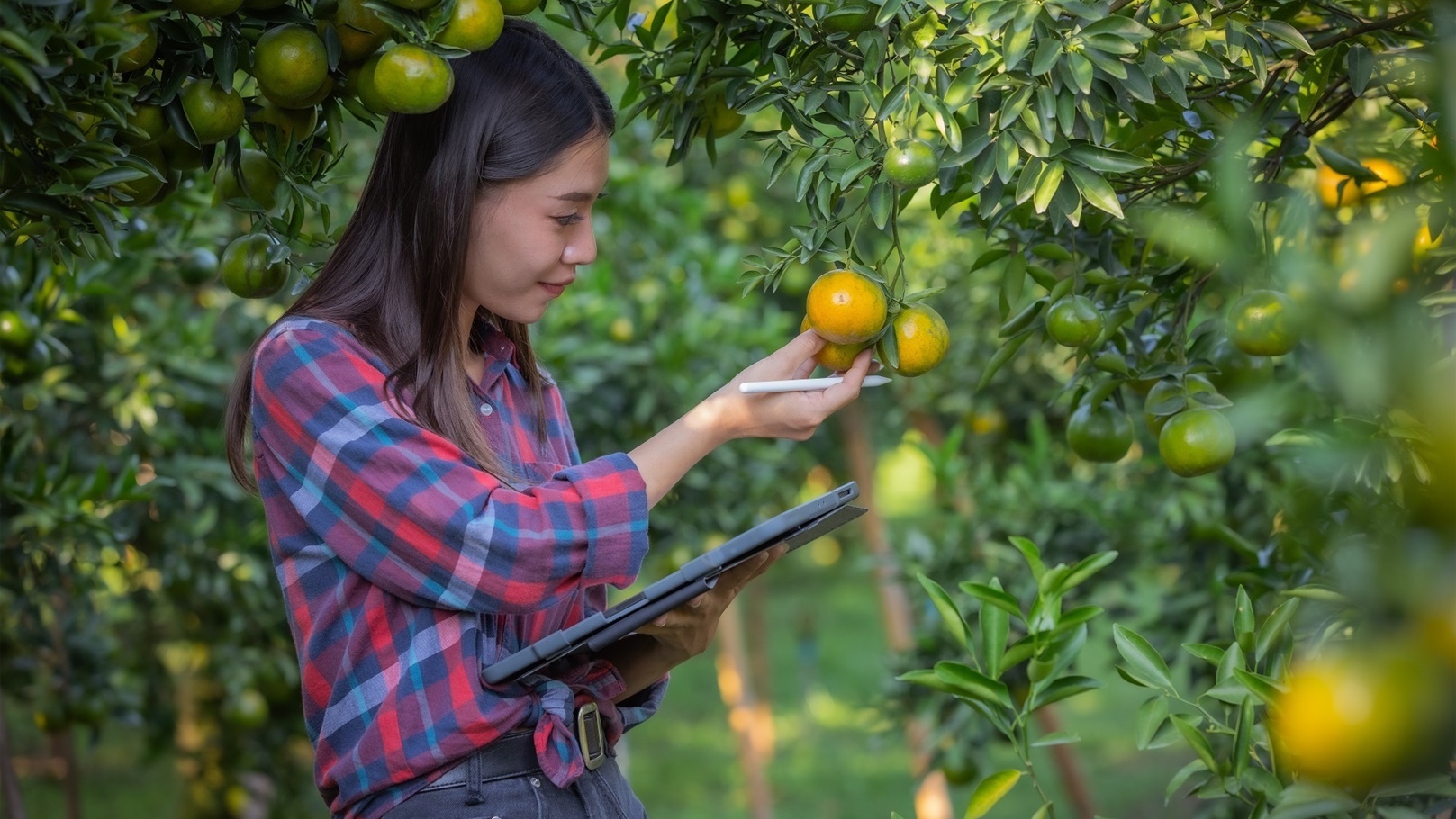 young-woman-farmer-checking-fresh-orange-by-table-2022-06-04-14-56-47-utc