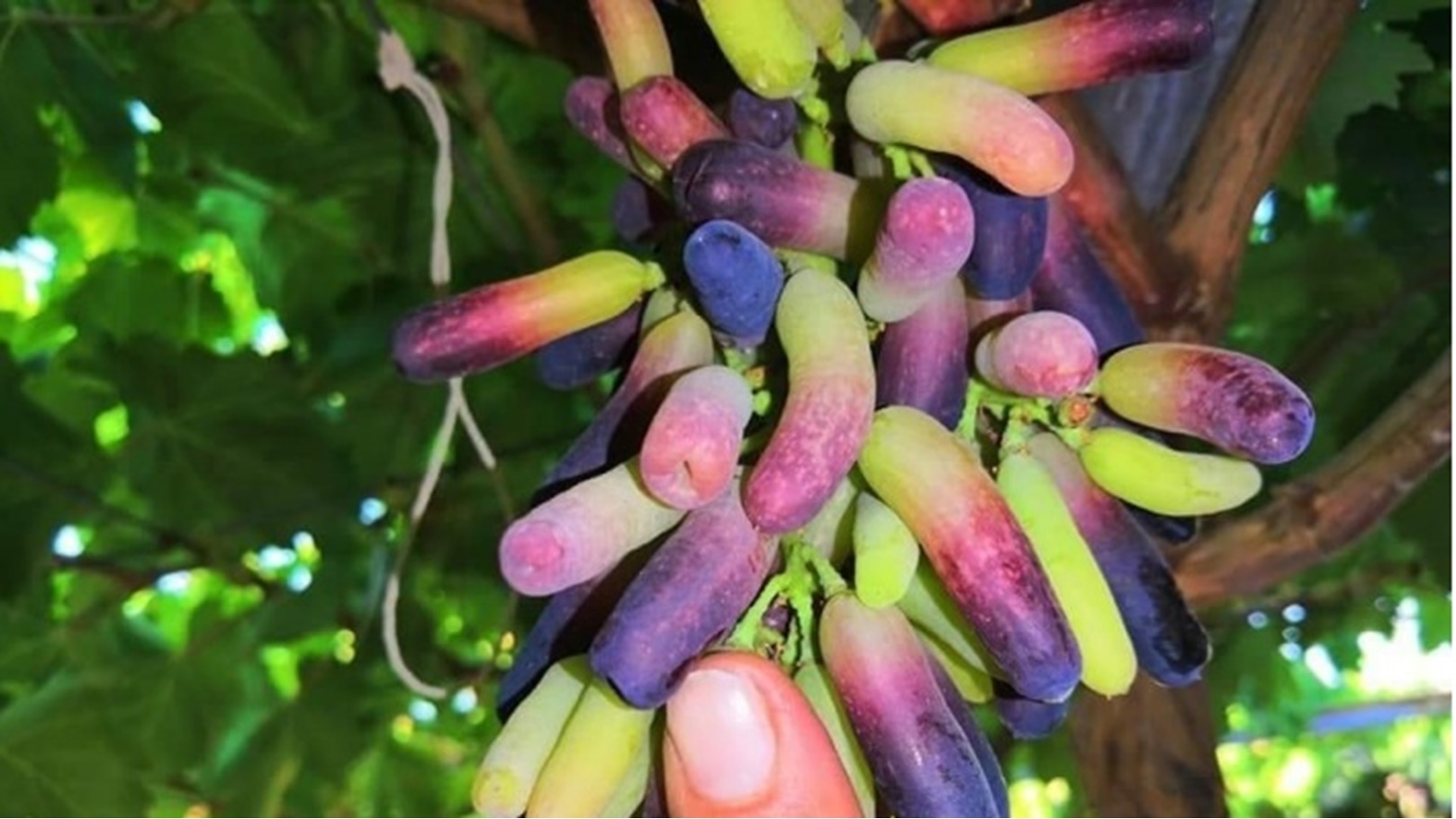 عنب أصابع العروسة