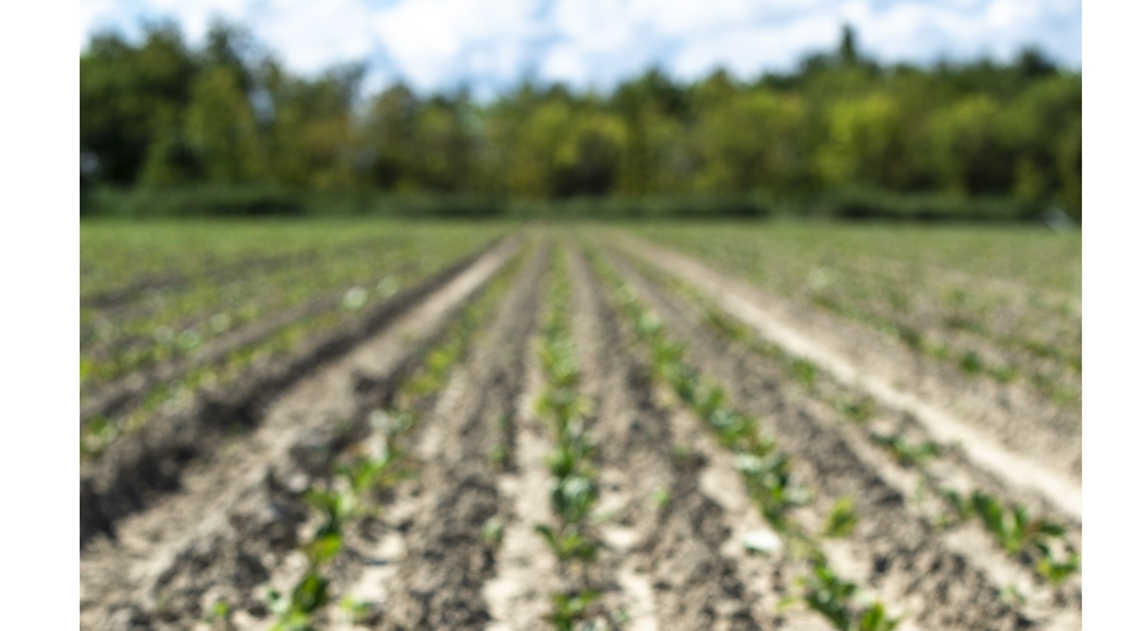 sugar-beet-plantation-in-a-row-2021-09-01-22-38-13-utc