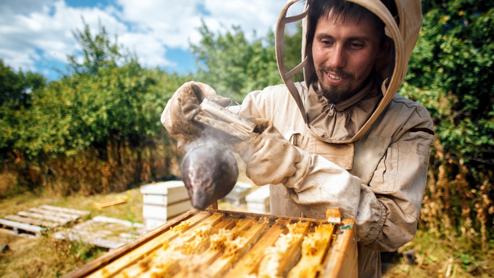 beekeeper-fumigates-the-beehive-harvest-honey-in-2022-01-18-23-45-23-utc