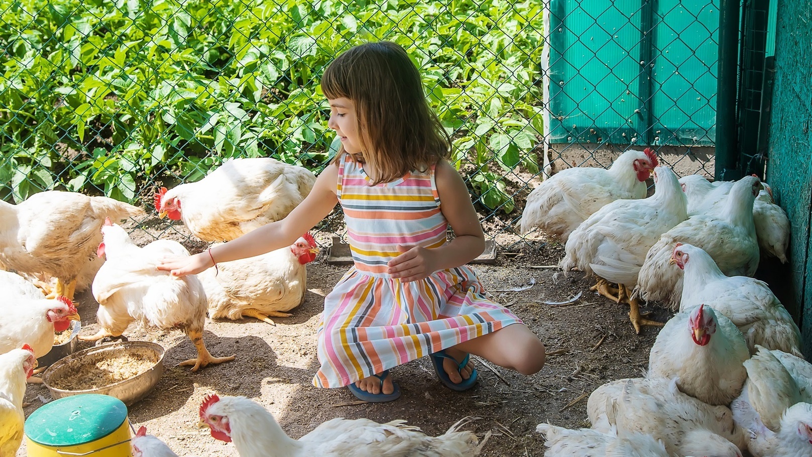 a-child-on-a-farm-with-a-chicken-selective-focus-2022-06-29-07-55-27-utc