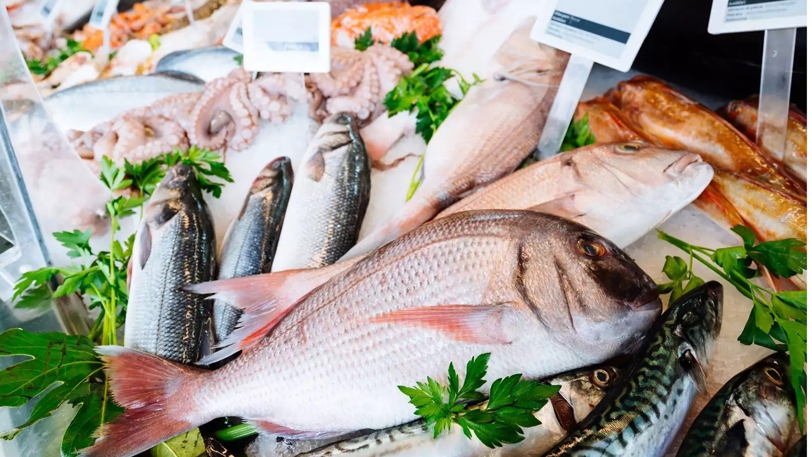 السمك في المتاجر