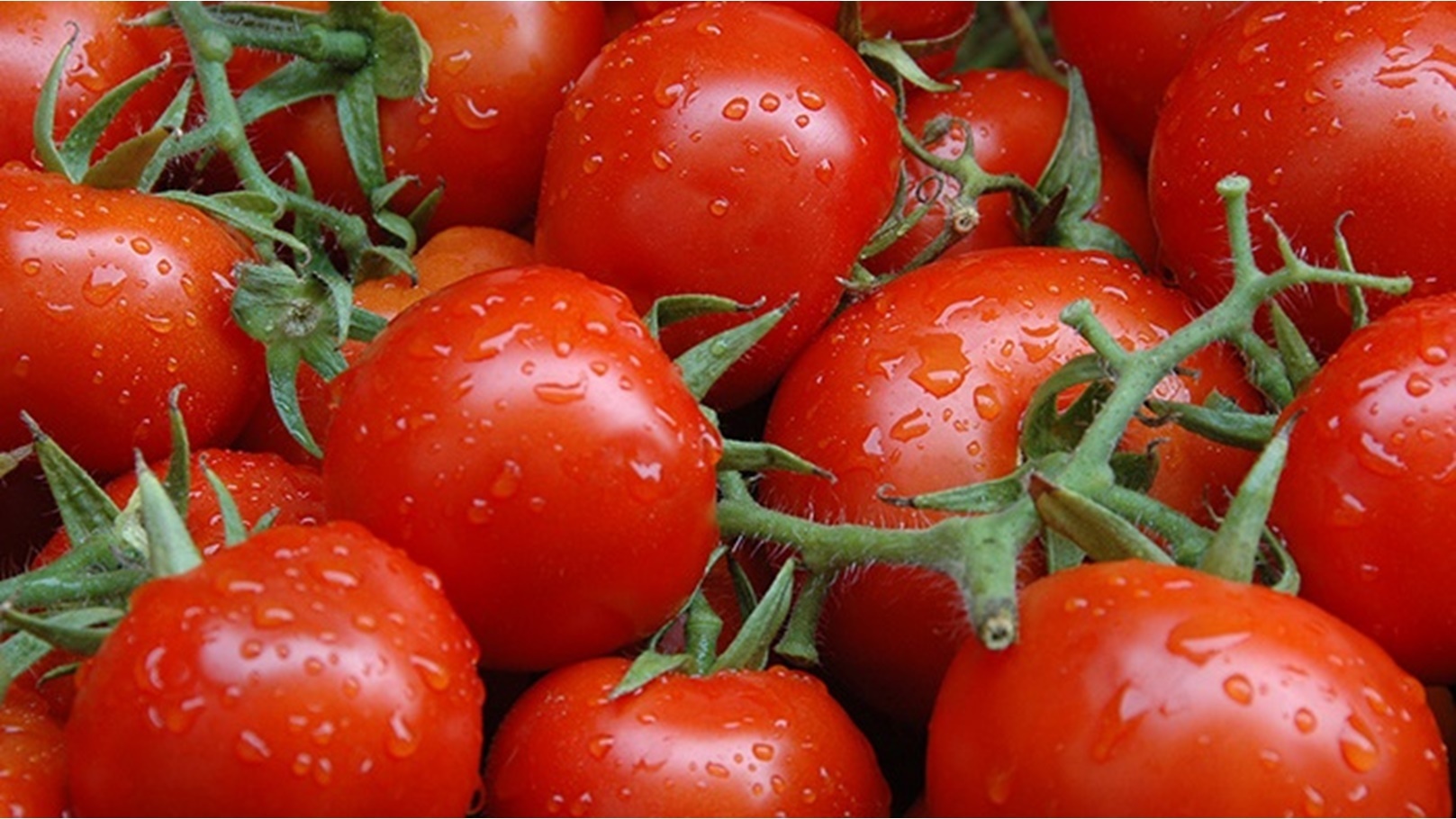 Tomatoes -3-17-5-2021