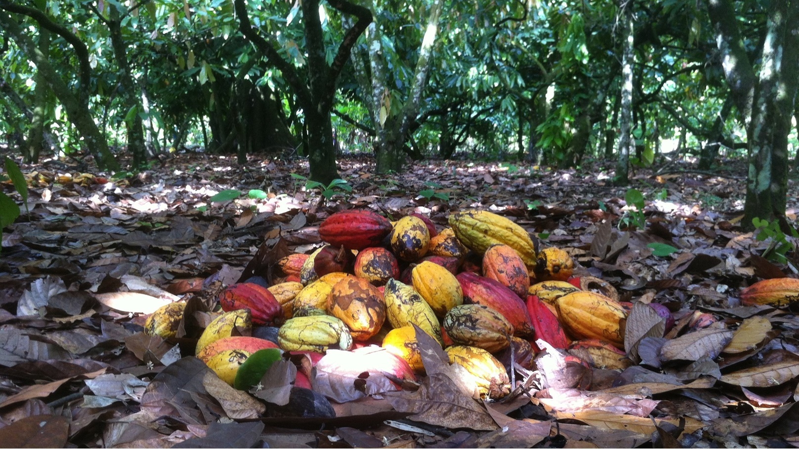 شجر الكاكاو