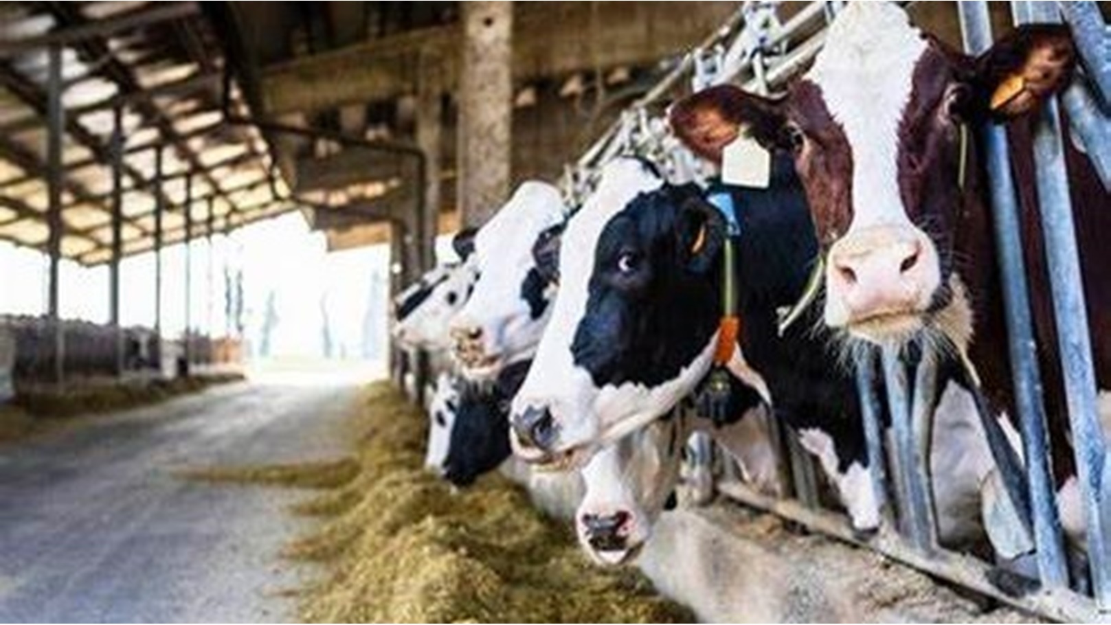 شركة نهر الخير للتنمية والاستثمار الزراعي والخدمات البيئية