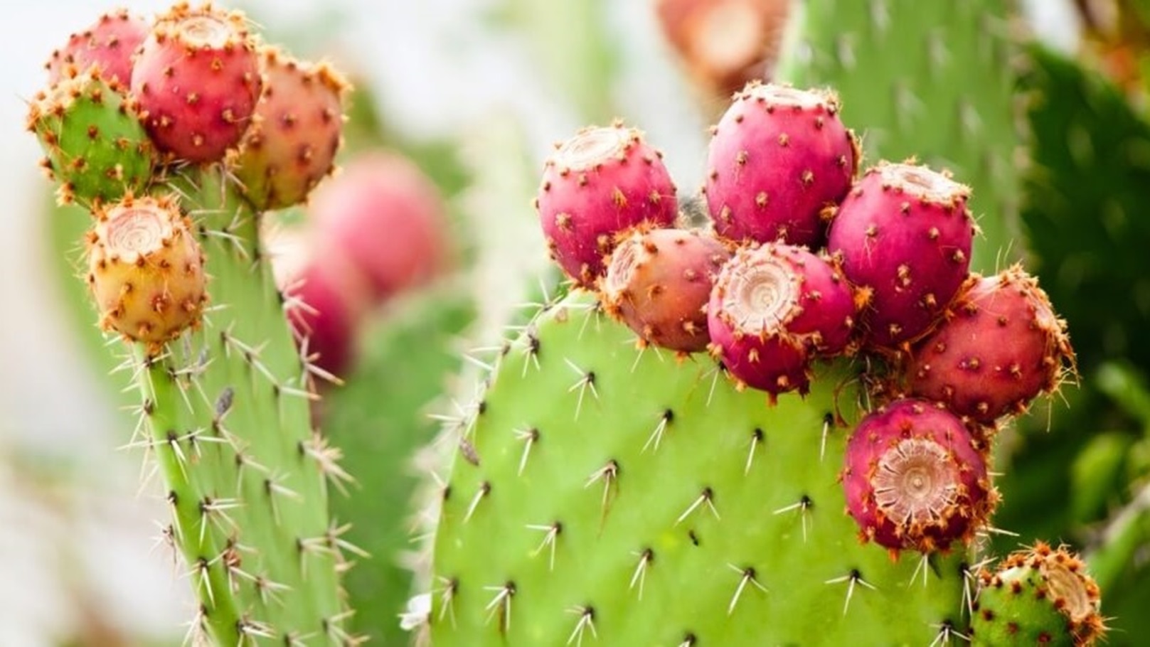 التين الشوكي 1