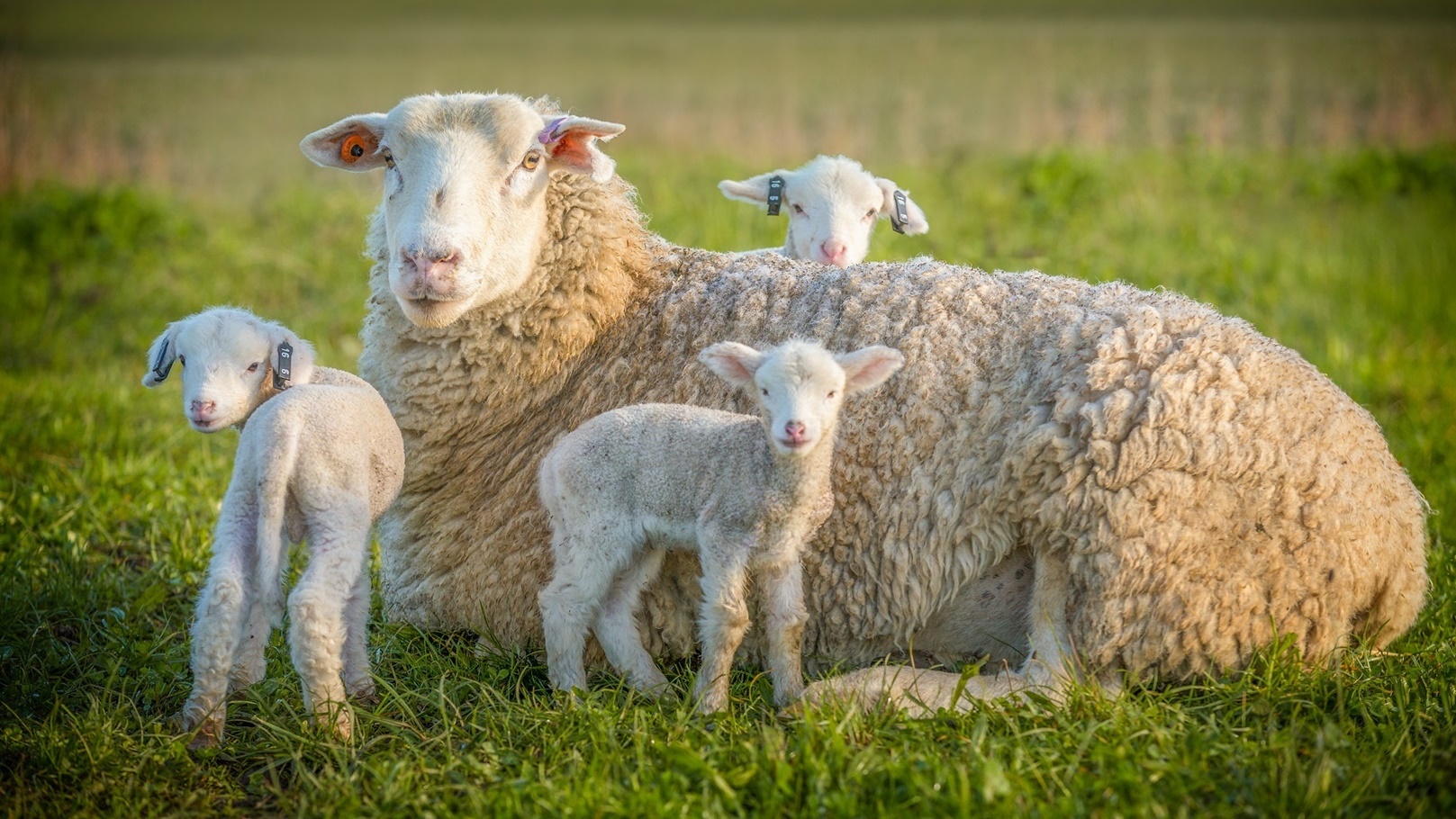 sheep-and-3-lambs-2021-08-26-16-38-31-utc