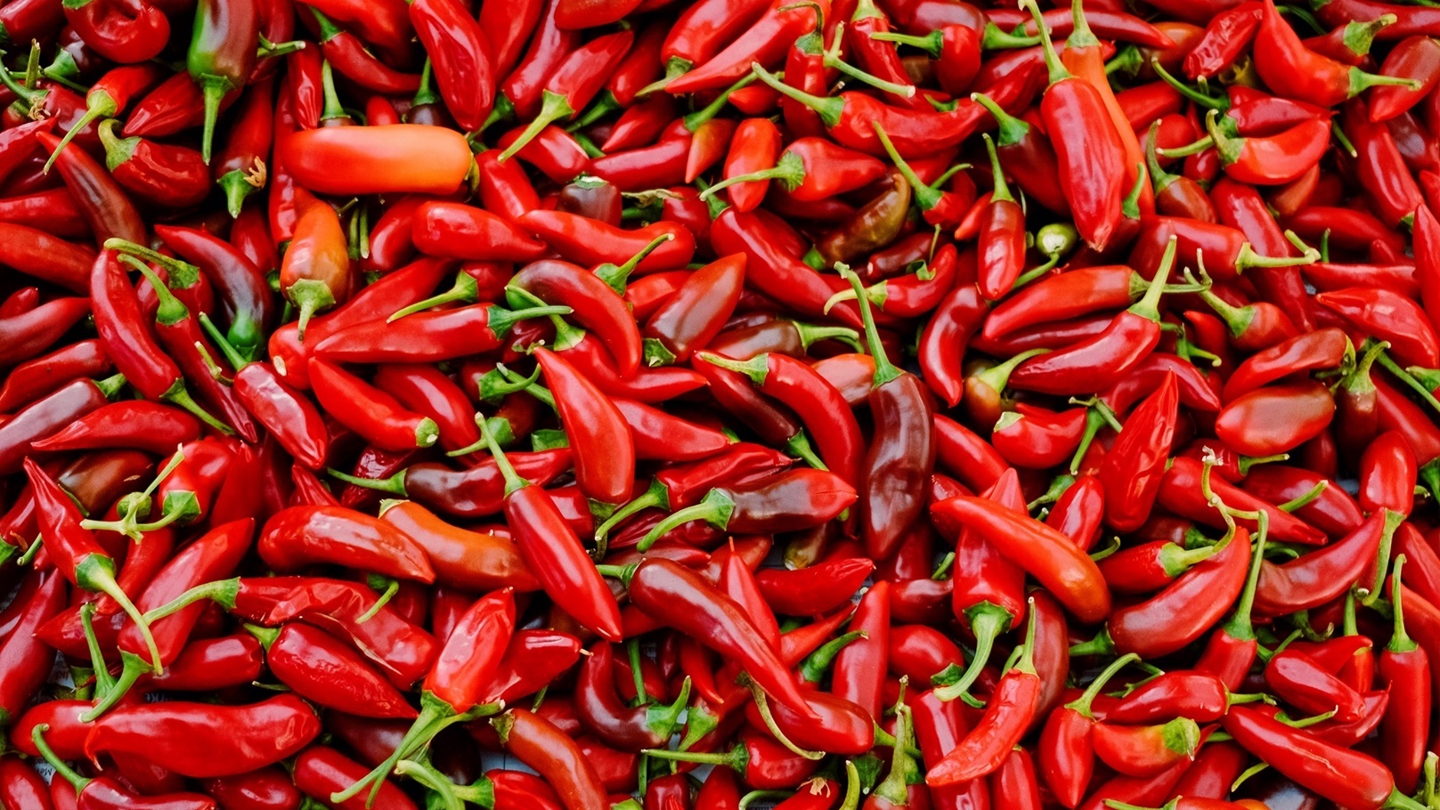 الفلفل الأحمر