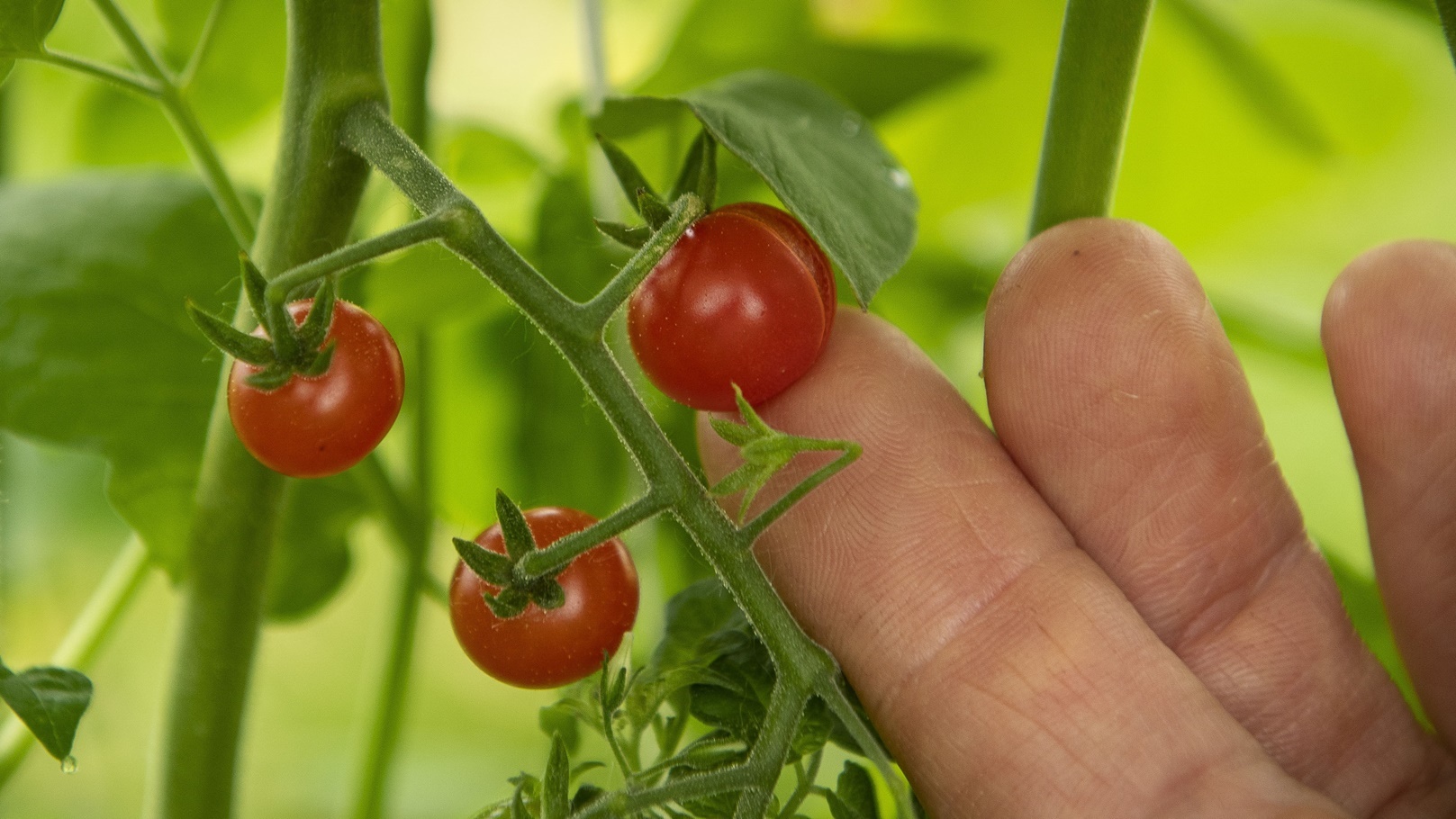 الطماطم البرية قبل التهجين