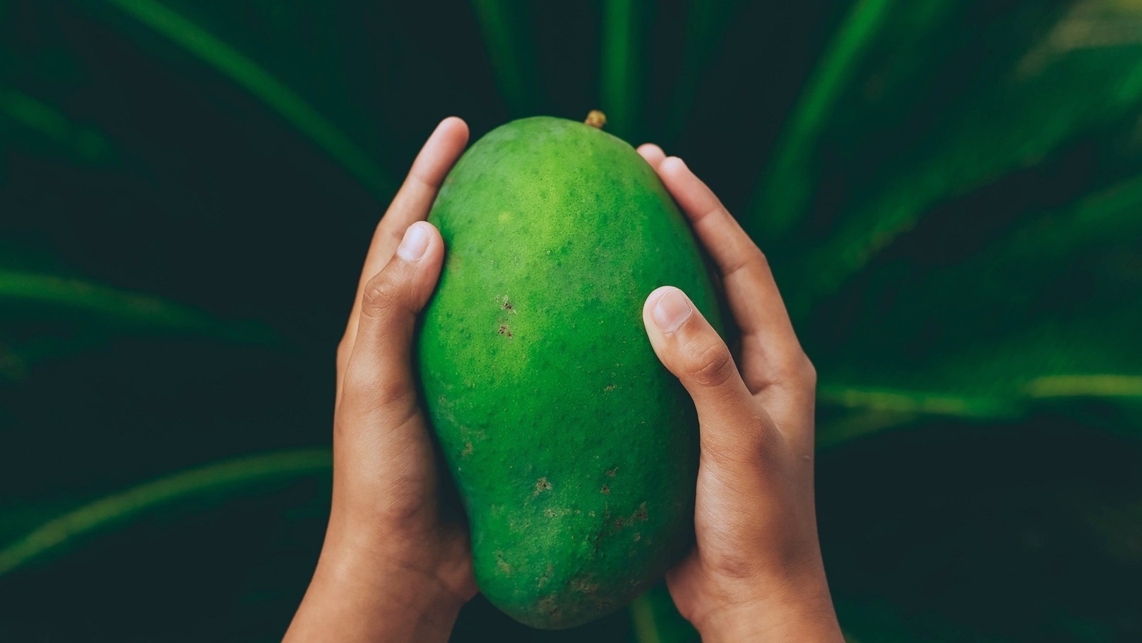 a-mango-2022-08-01-03-02-53-utc