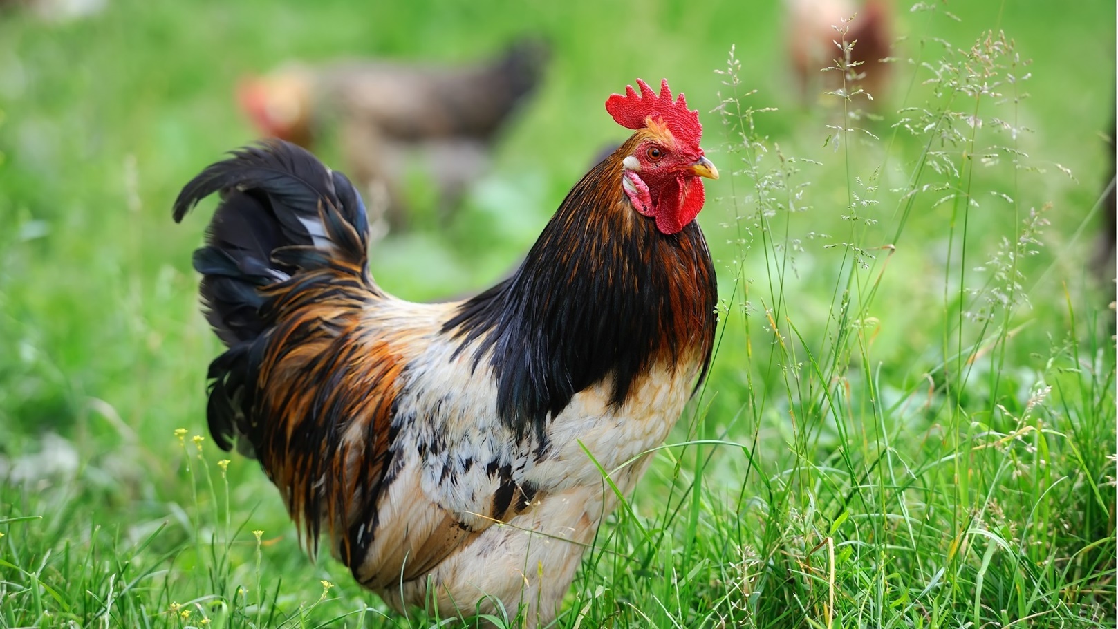 rooster-in-farm-2021-08-26-15-55-41-utc