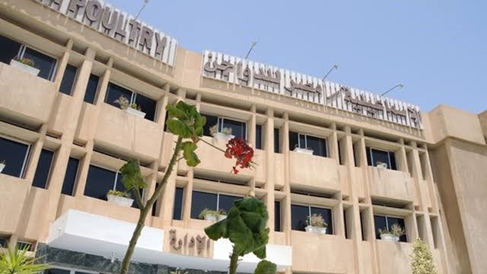 الإسماعيلية للدواجن