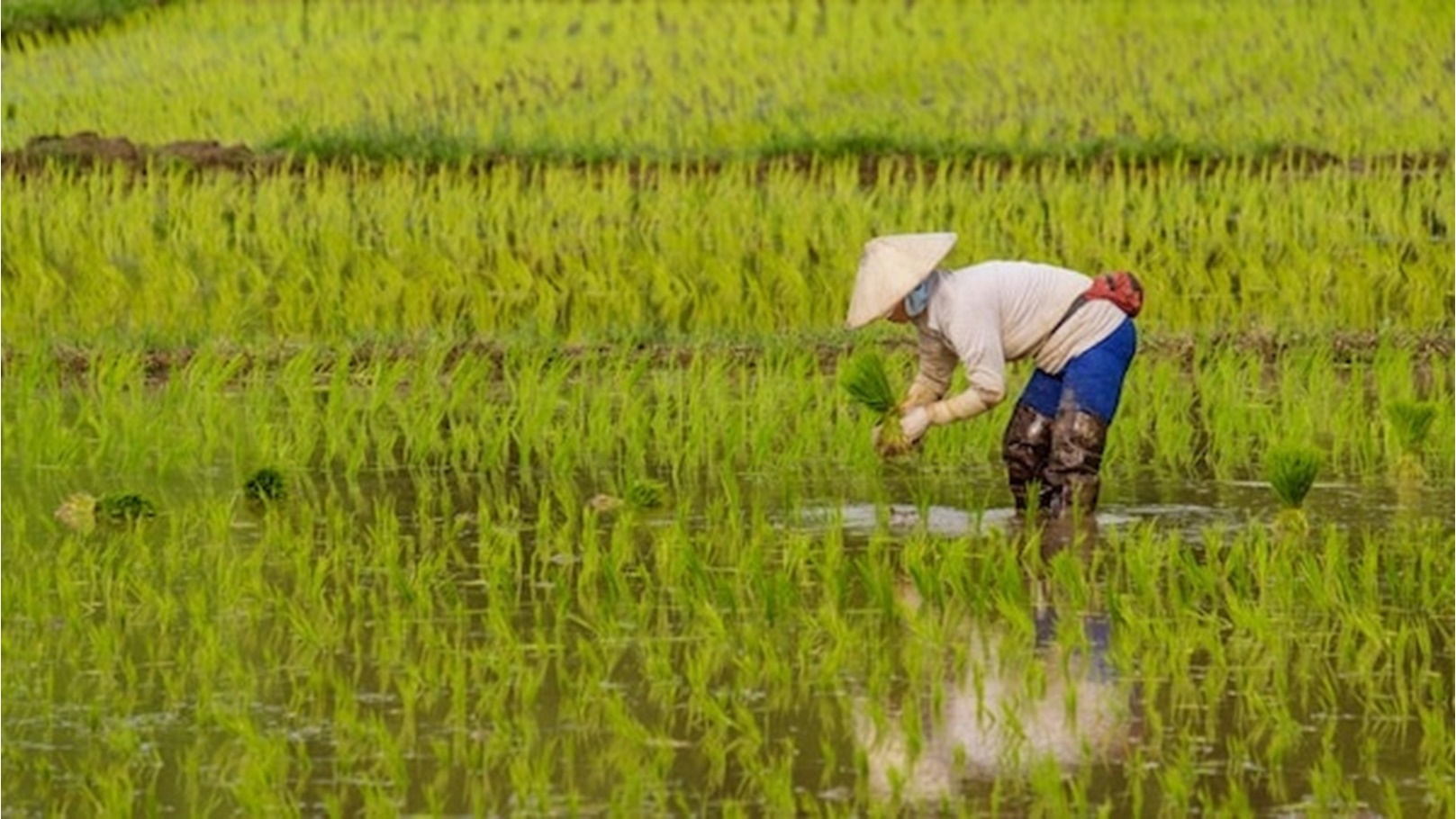 زراعة الأرز