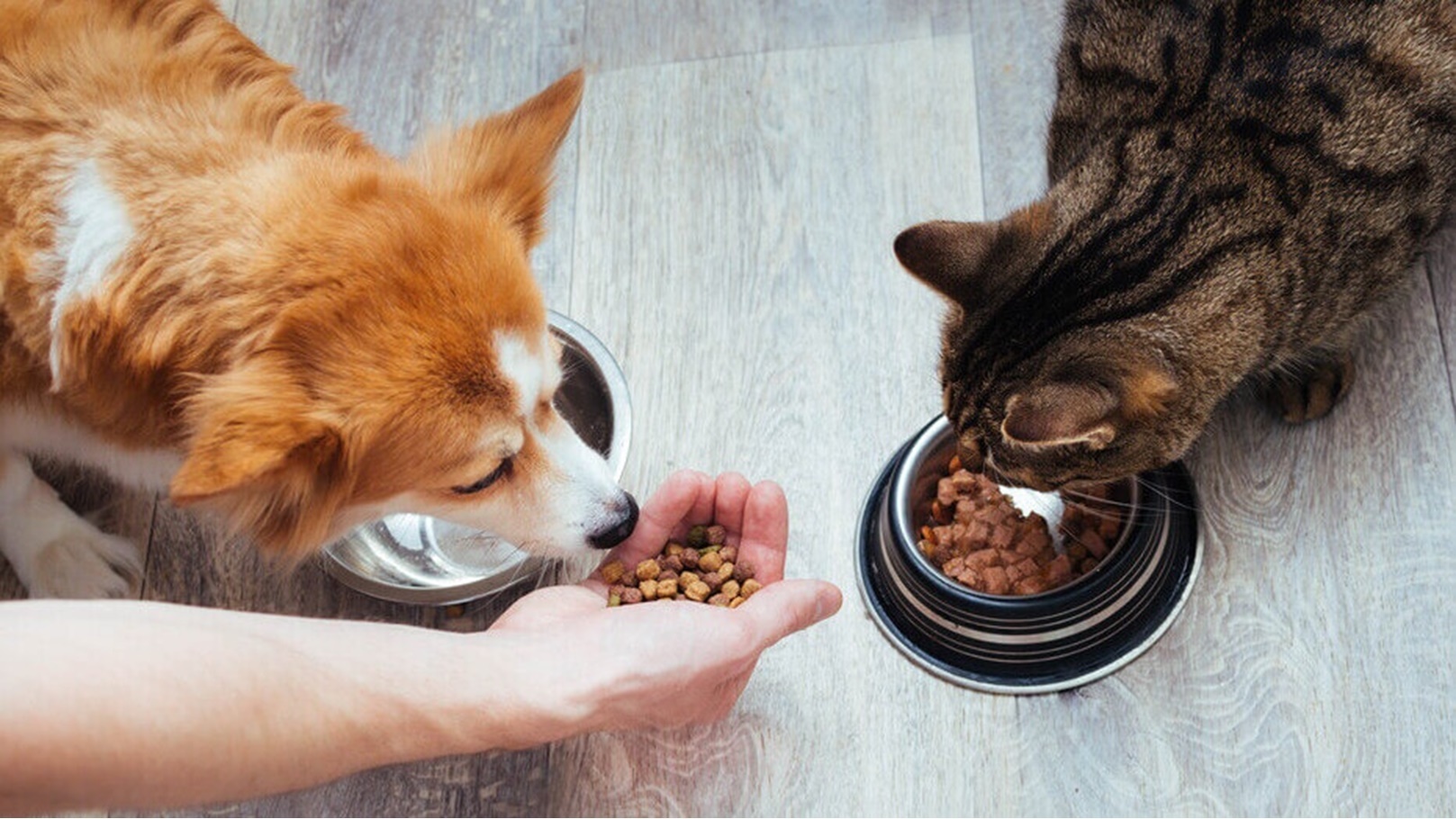 Can Cats Eat Dog Food2