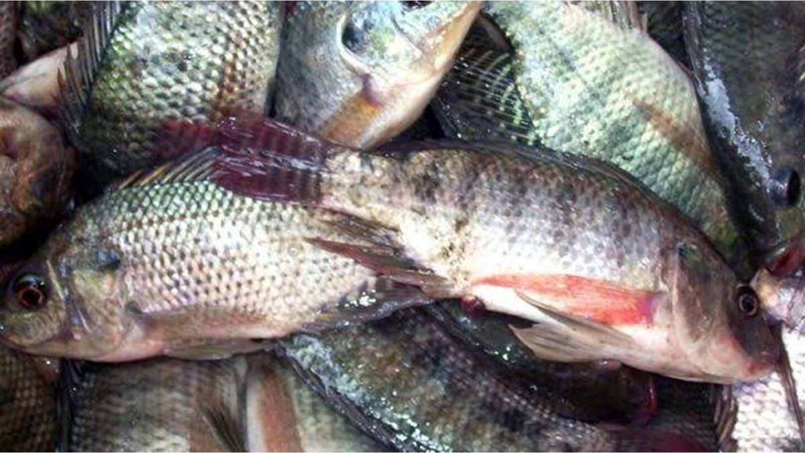 السمك البلطي