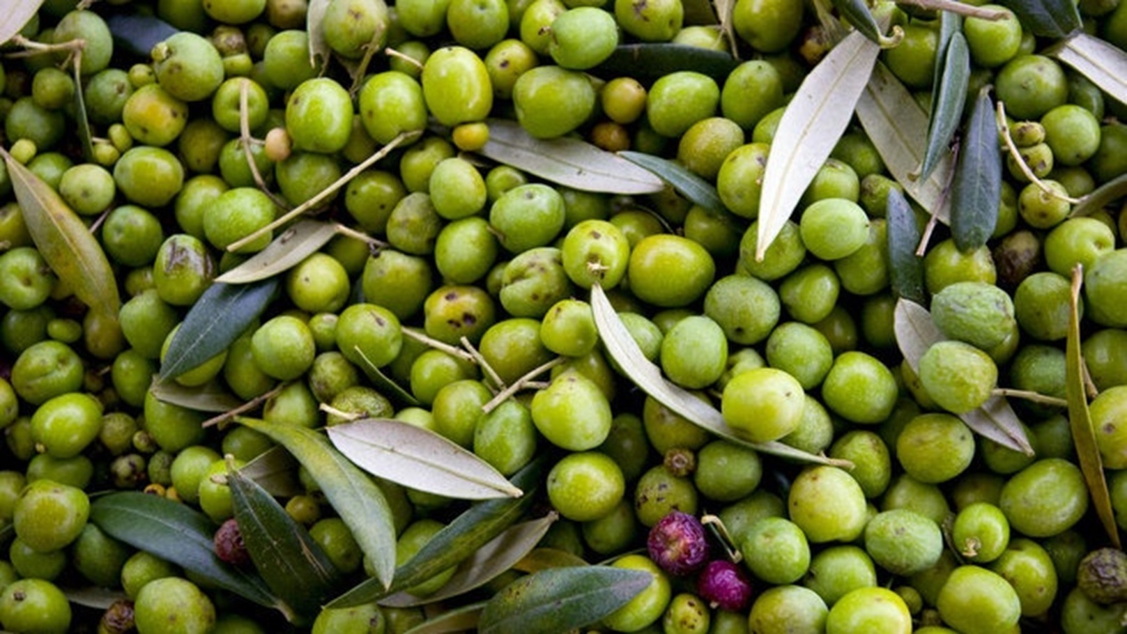 زيت الزيتون