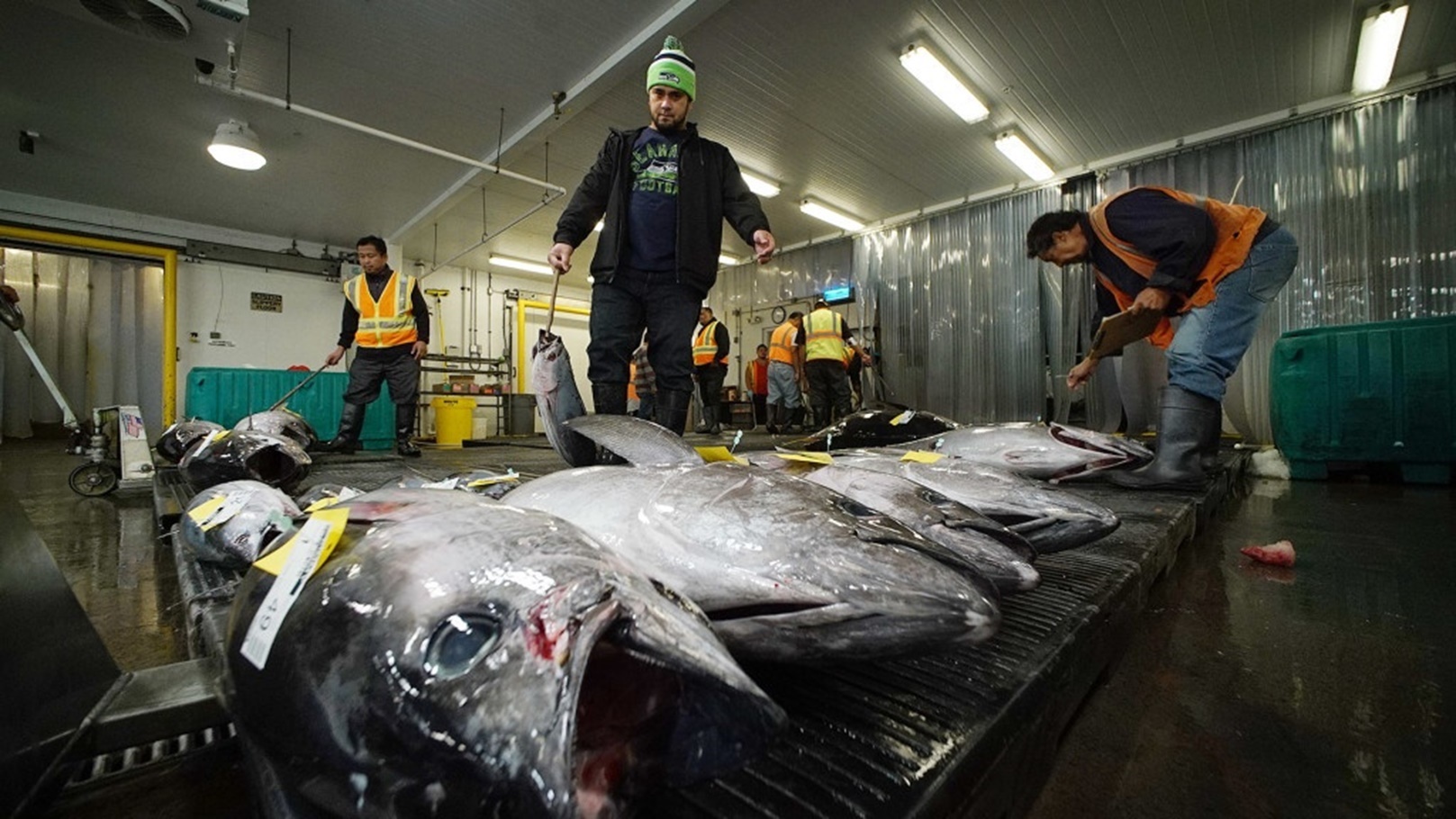 صادرات الأسماك