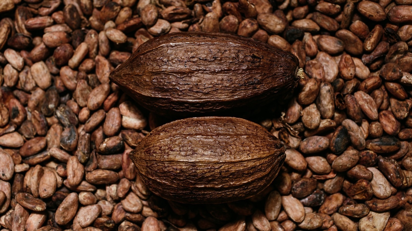 ثمار الكاكاو