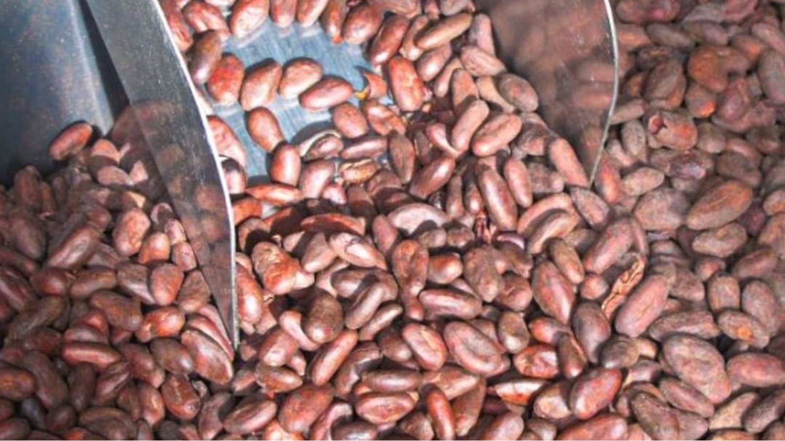 حبوب الشوكولاتة