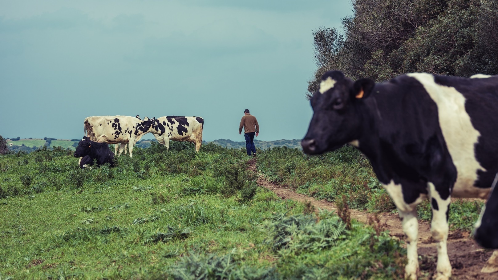 person-walking-with-cows-2022-03-04-06-04-42-utc