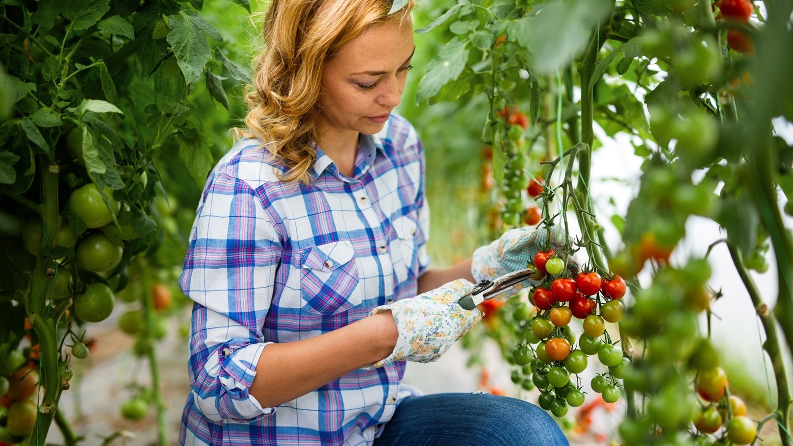 happy-woman-worker-picking-sweet-vegetables-in-cou-2022-07-01-16-35-31-utc