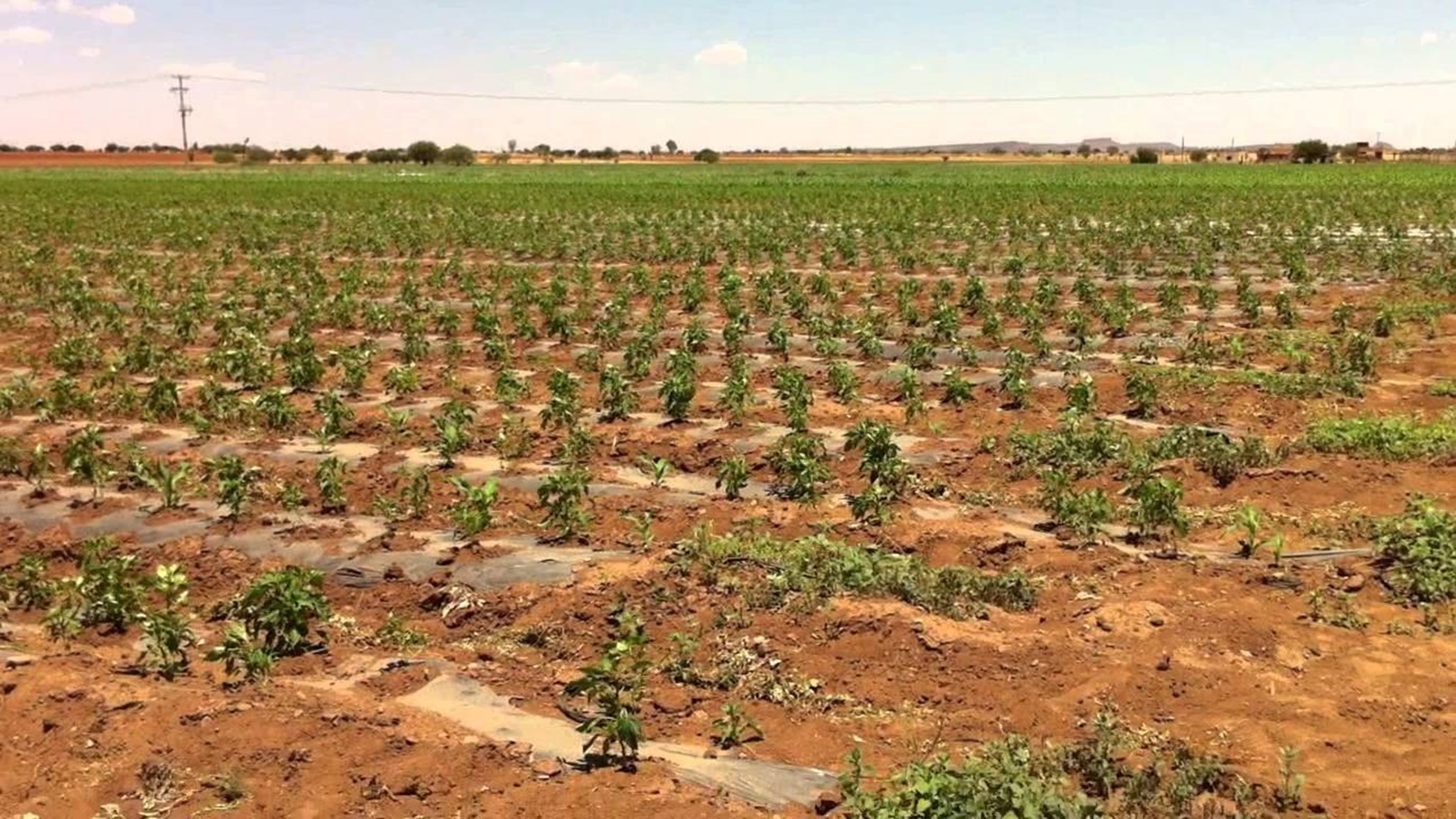 المساحة المزروعة