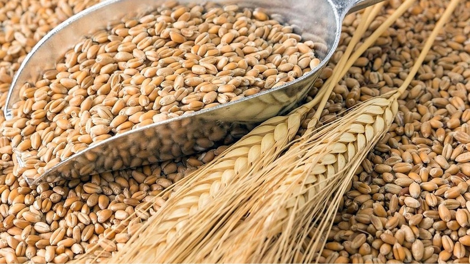 f5361320a09fbc337b1f0c514d9e1d0704a969e8_1140x705_516