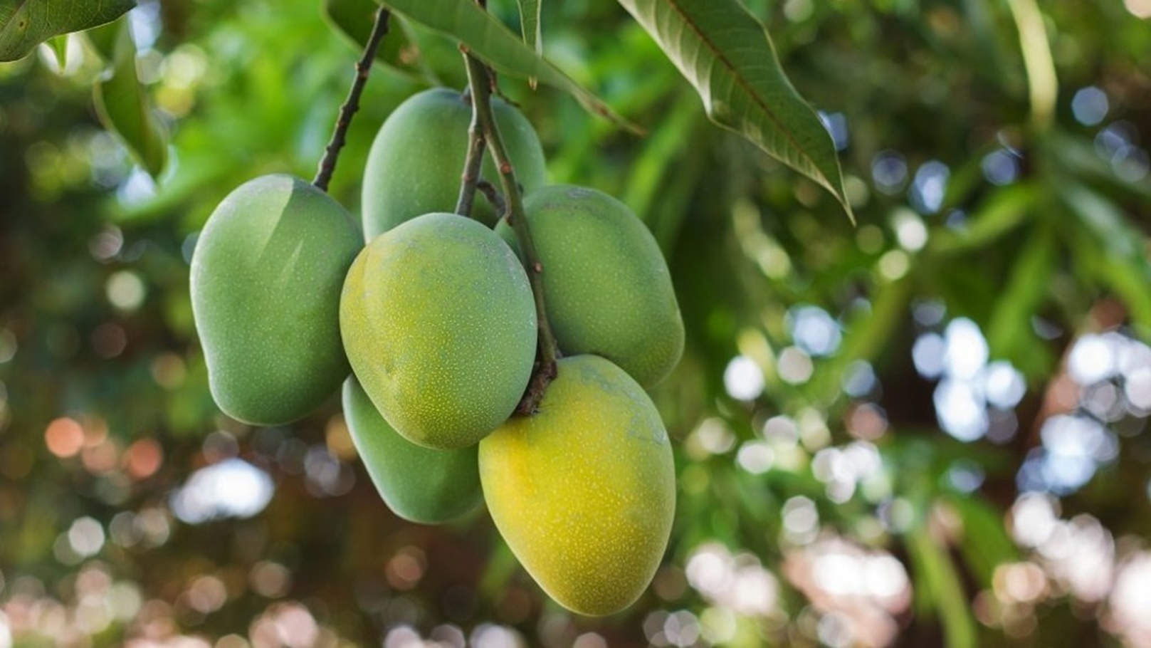 Mango-shutterstock_258186434-1024x693