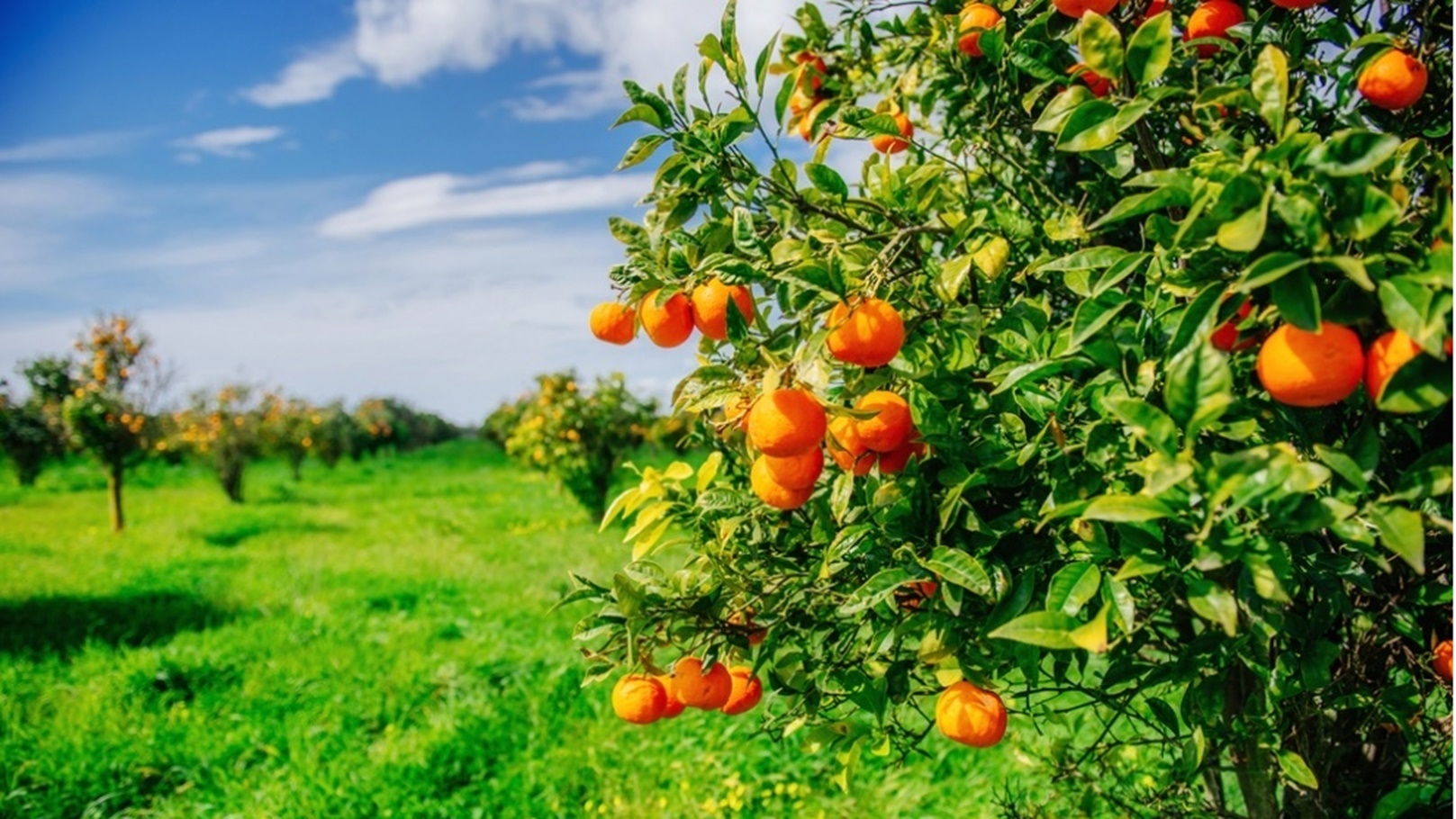 How-SMEs-can-Become-More-Environmentally-Fruitful-990x660