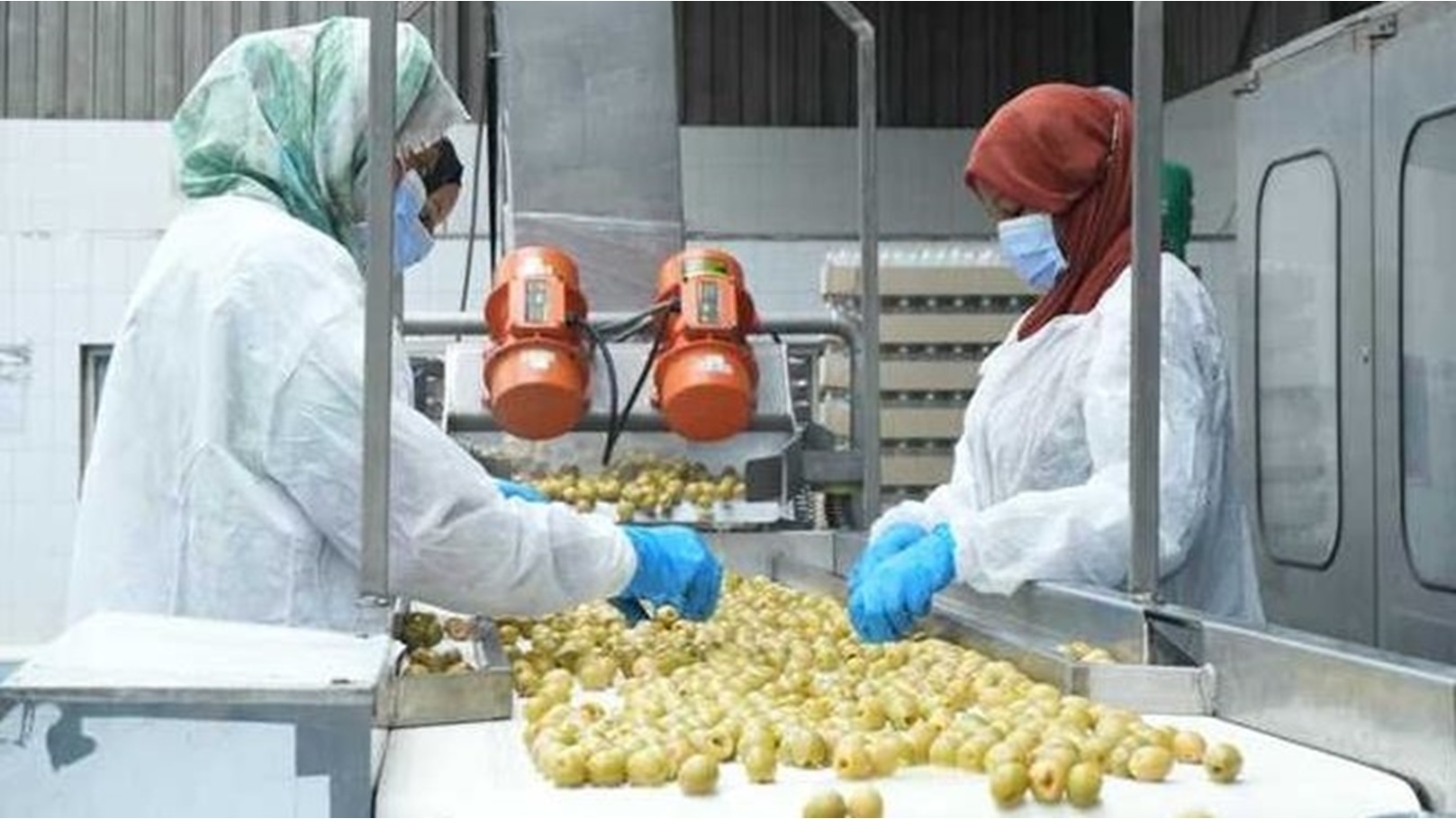 تصدير الزيتون